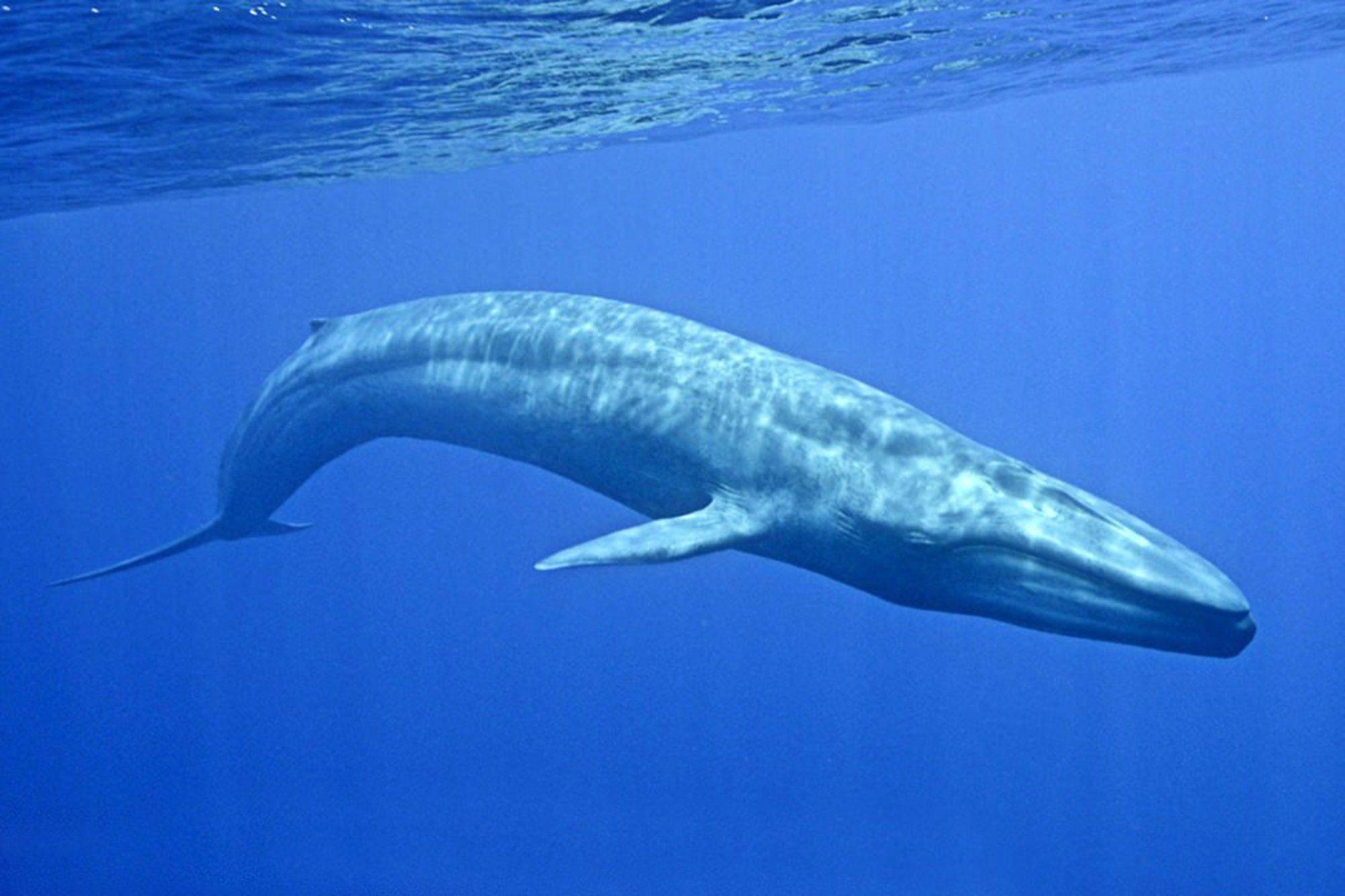 Blue Whale Wallpapers - Top Free Blue Whale Backgrounds - WallpaperAccess