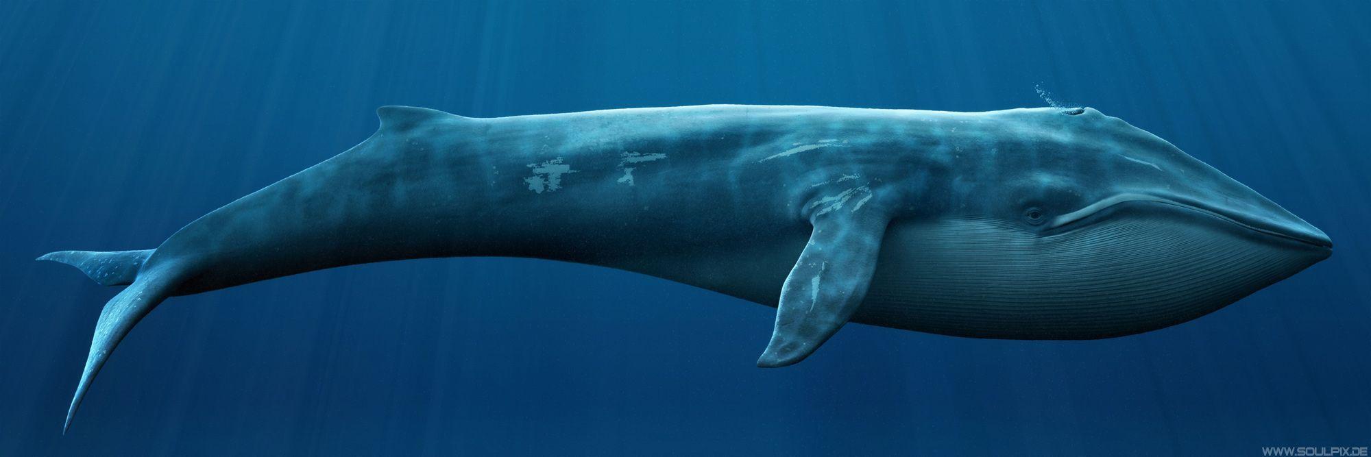 2000x667 Blue Whale HD Desktop Background Wallpaper. Blue whale, Whale