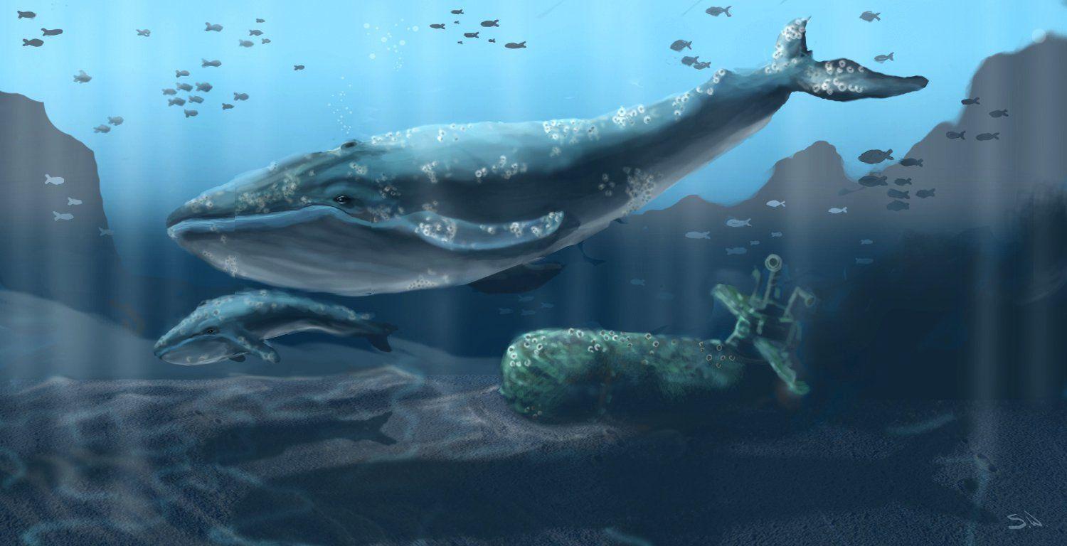 1500x768 Blue Whale Wallpaper HD Find HD Wallpaper For Free