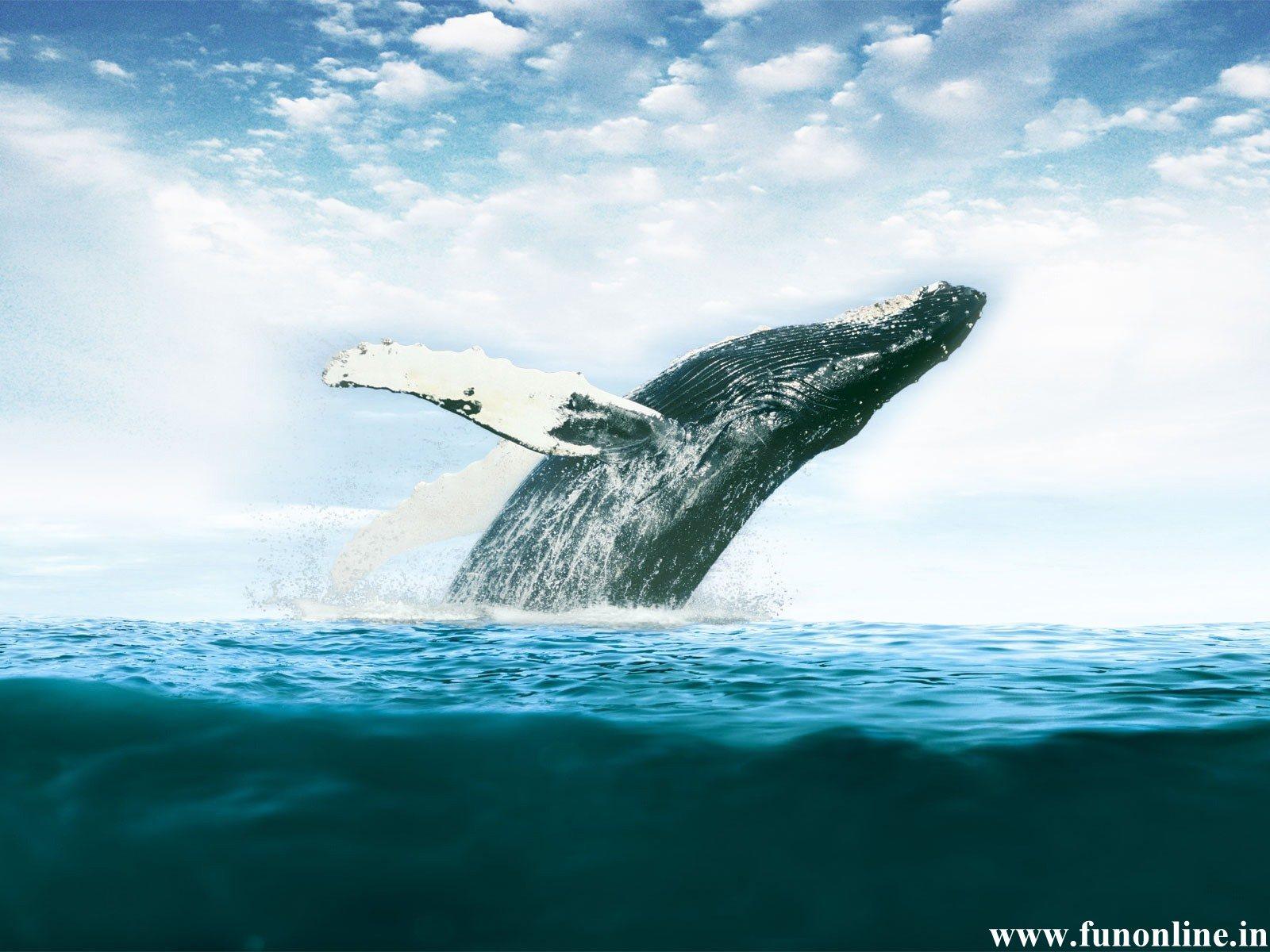 1600x1200 Blue Whale Wallpaper Collections, HD Wallpaper & background