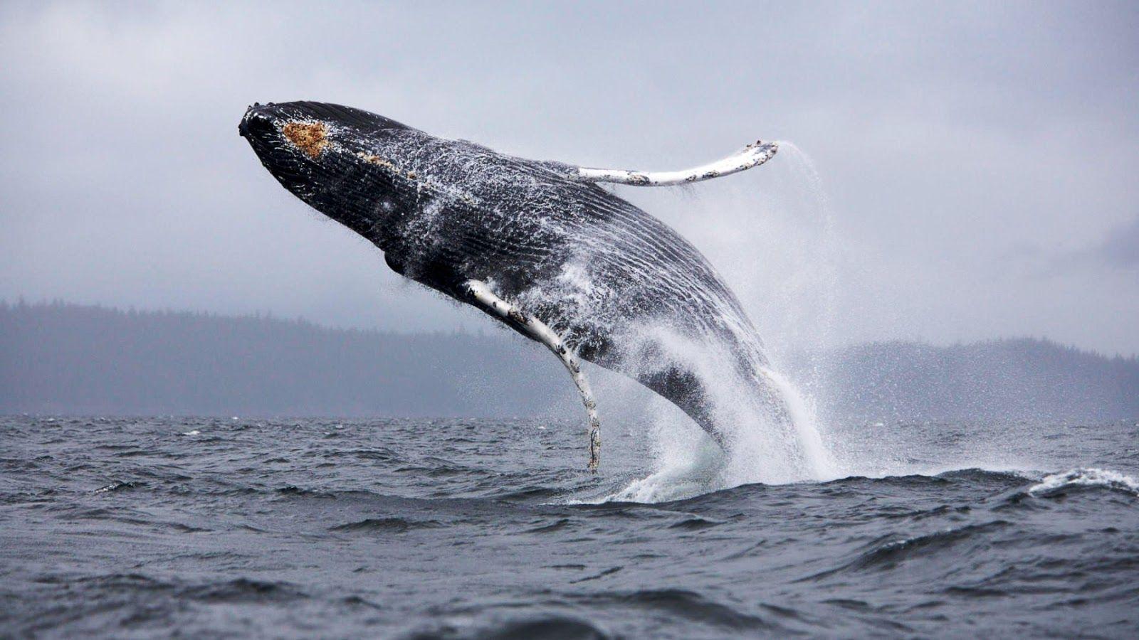1600x900 Whales Wallpaper. Fantasia Whales