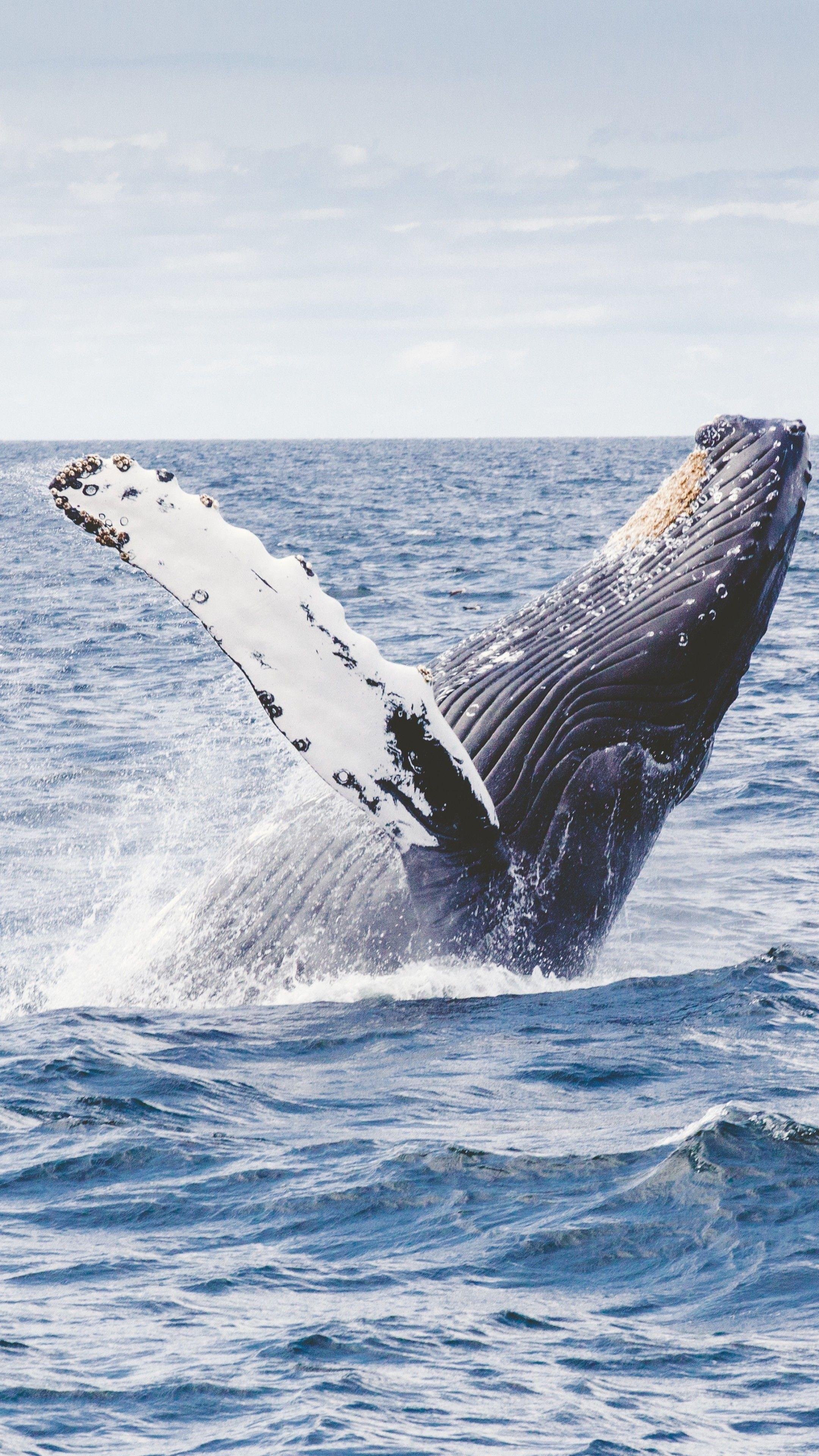 2160x3840 Wallpaper whale, 5k, 4k wallpaper, 8k, ocean, Nature
