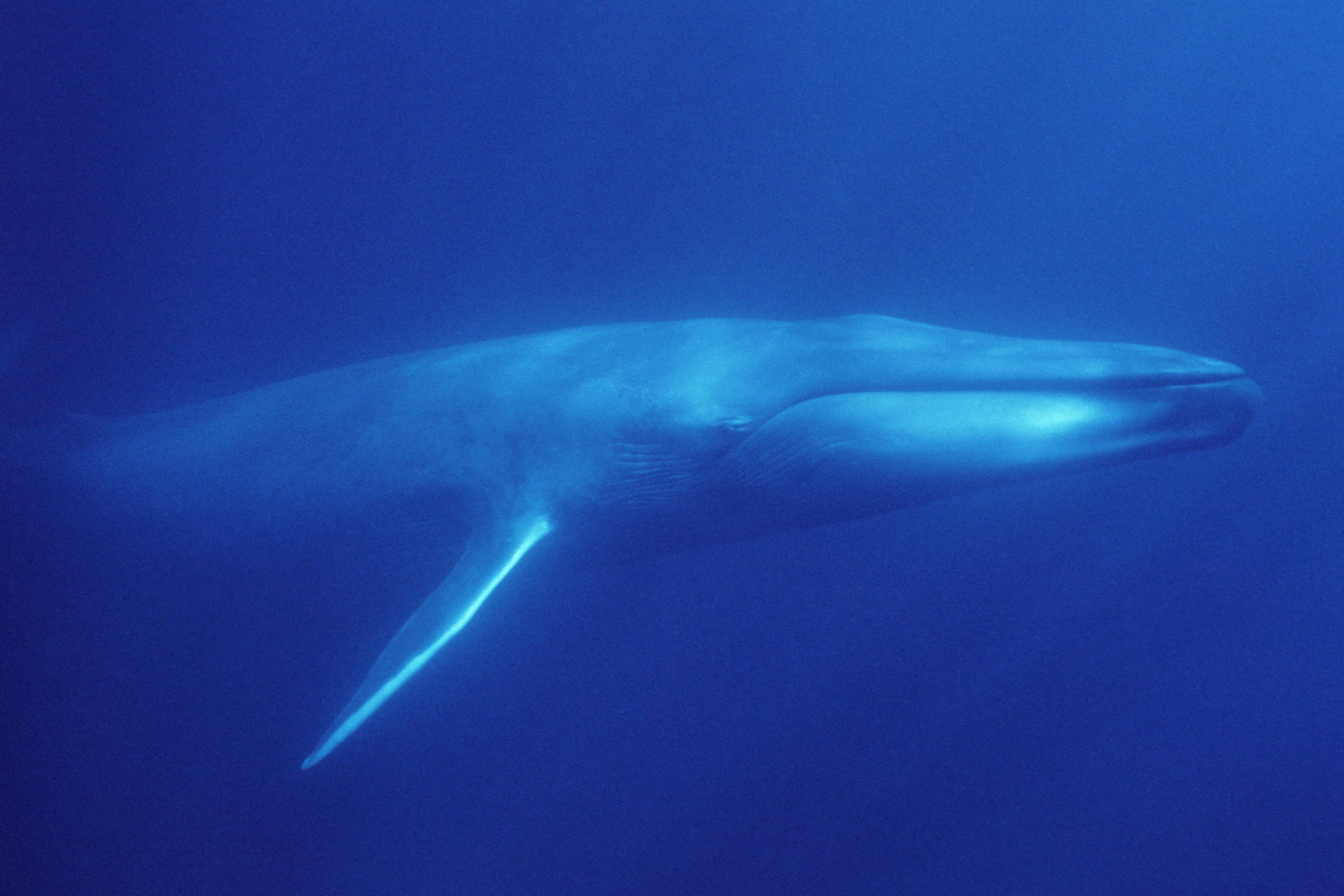 Blue Whale Wallpapers - Top Free Blue Whale Backgrounds - WallpaperAccess