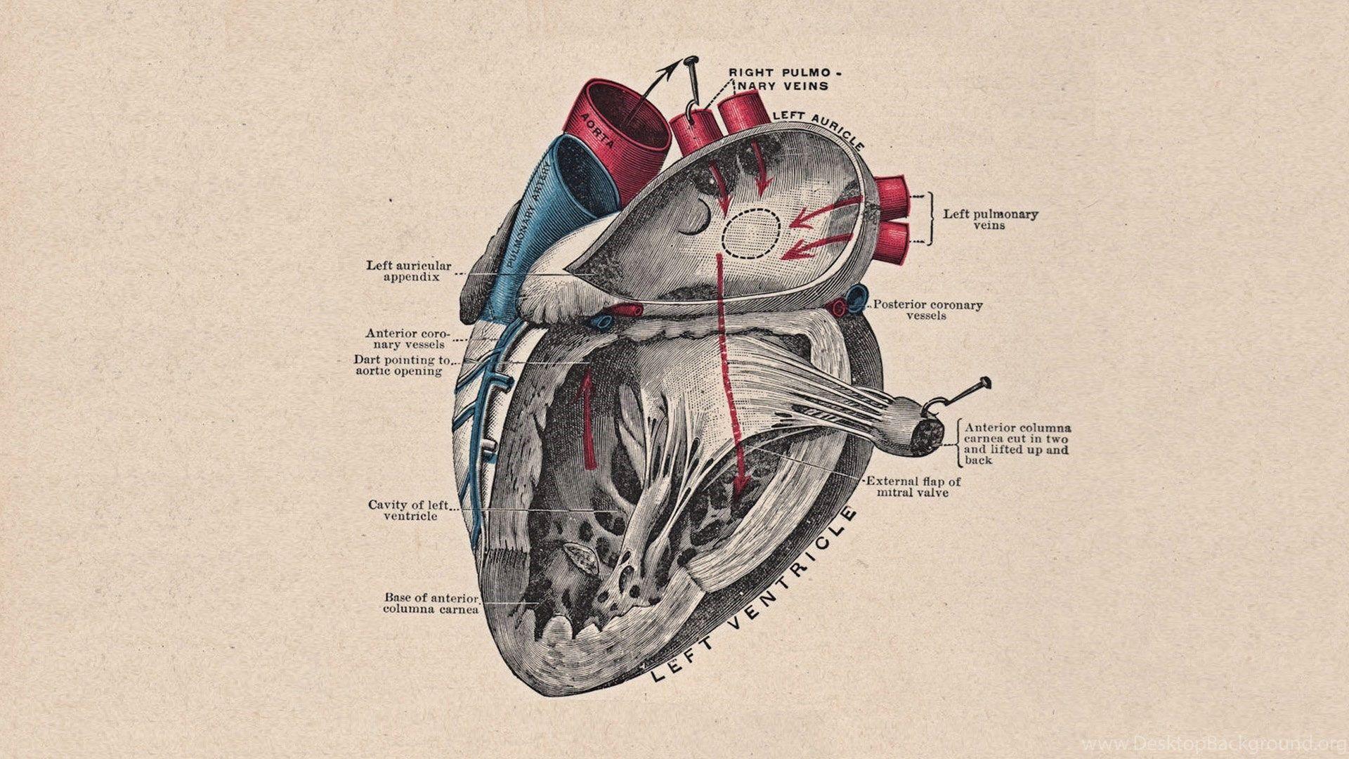Anatomical Heart Diagram