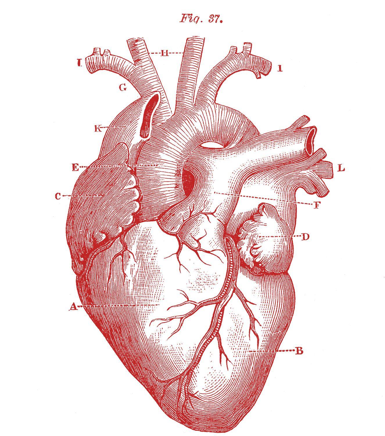 1325x1500 Free download 5 Anatomical Heart Picture The Graphics Fairy