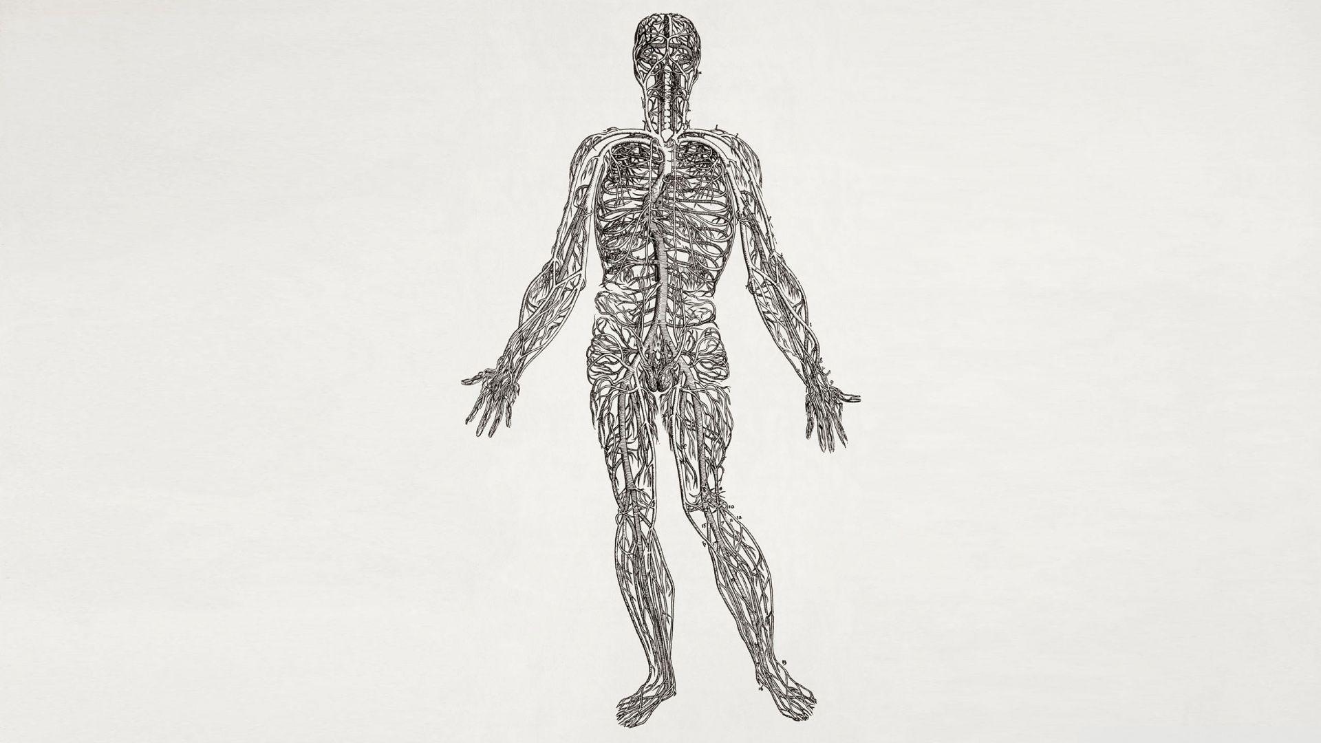 1920x1080 Anatomy Wallpaper