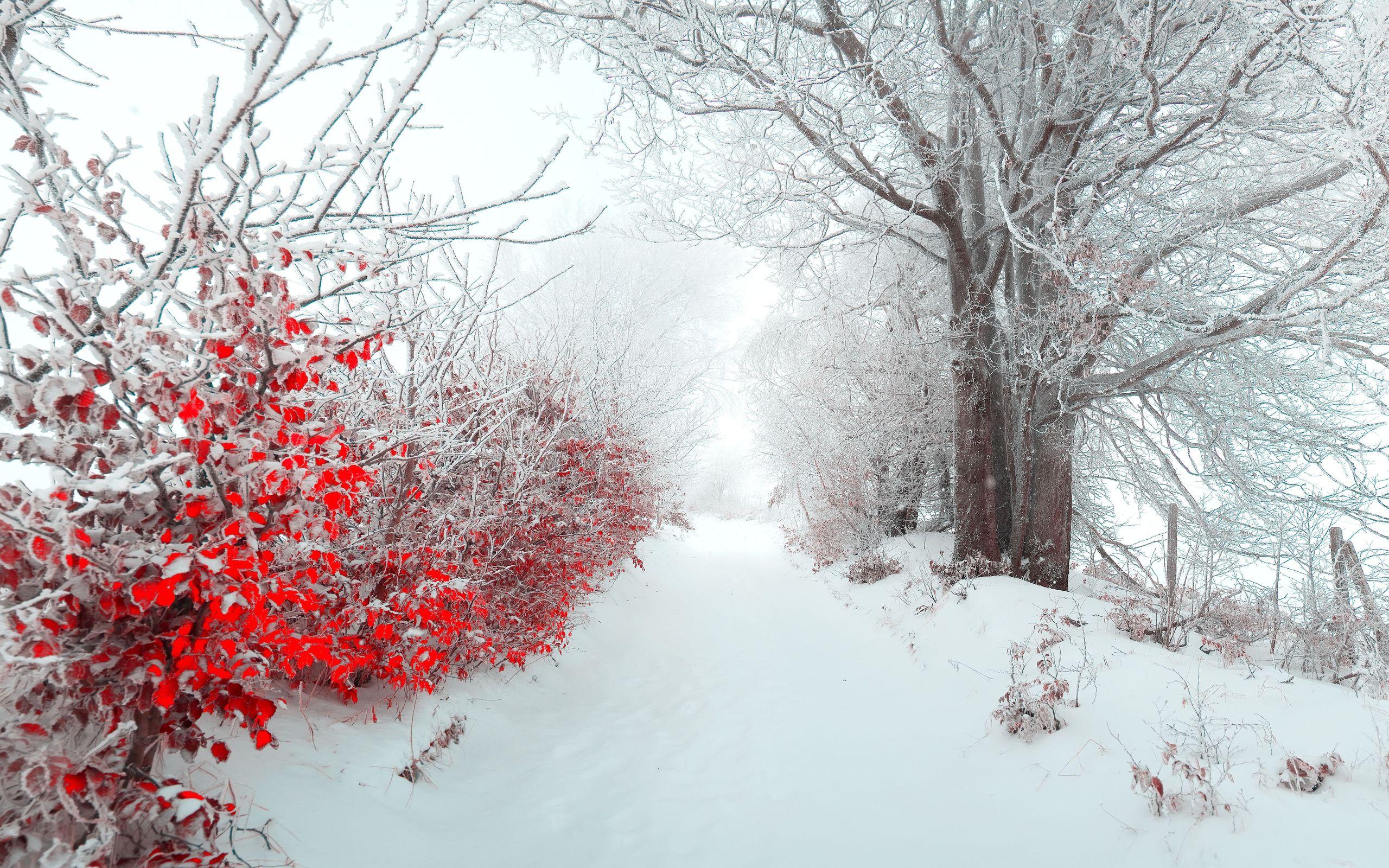 2560x1600 #nature, #beautiful, #snow, #christmas, #tree, #Landscape