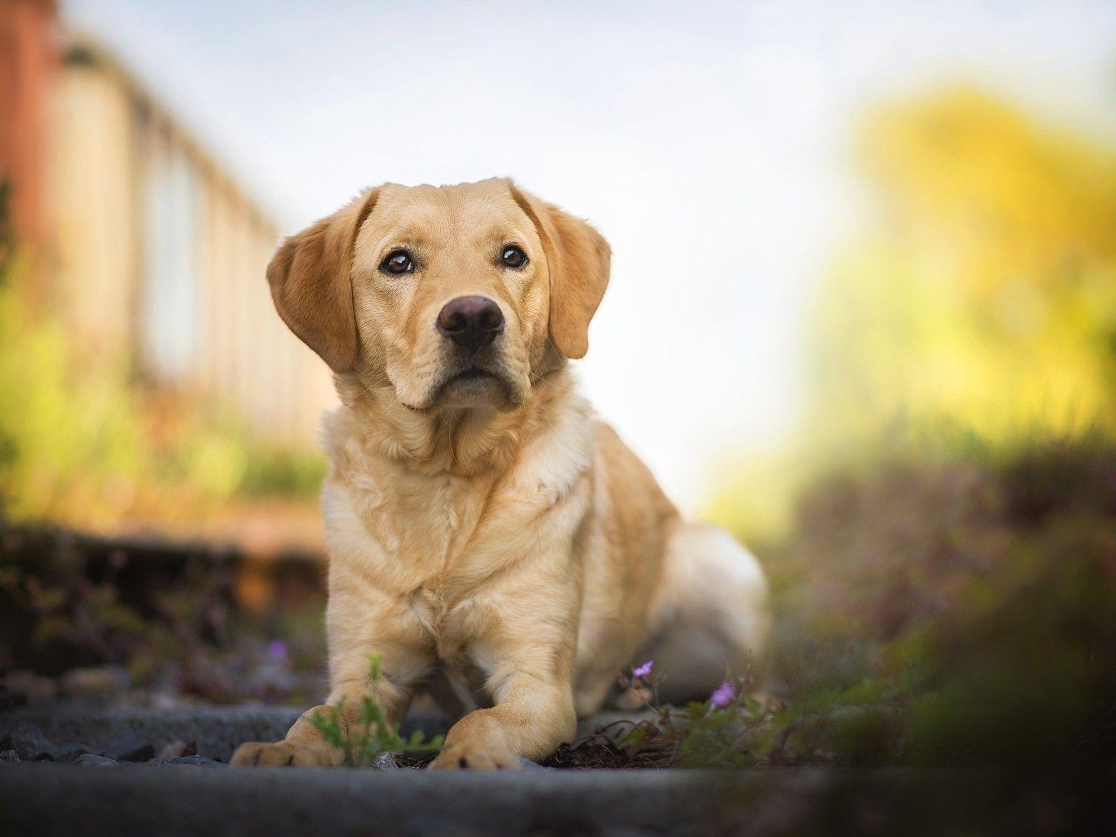 1600x1200 Labrador Retriever HD 1600x1200 Resolution HD 4k