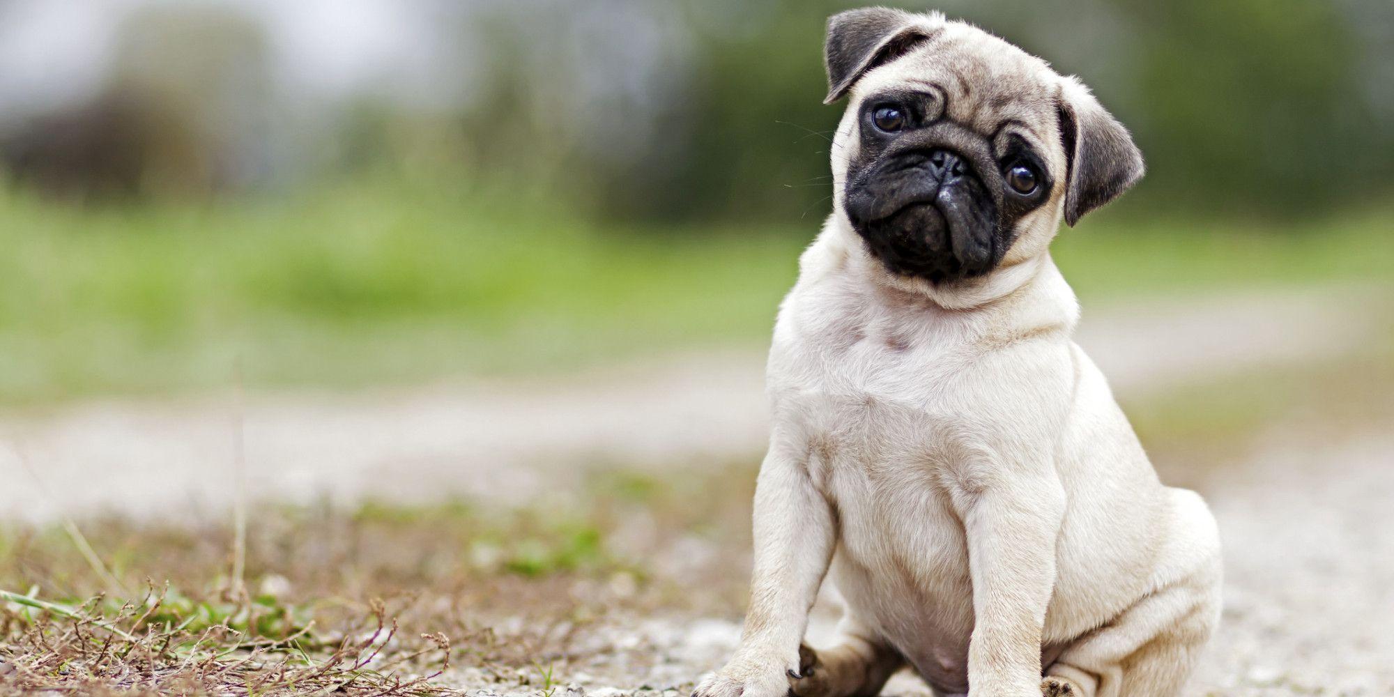 Pug Wallpapers - Top Free Pug Backgrounds - WallpaperAccess