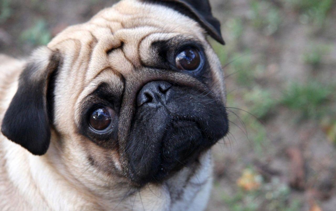 1280x804 Cute Pug wallpaper. Cute Pug
