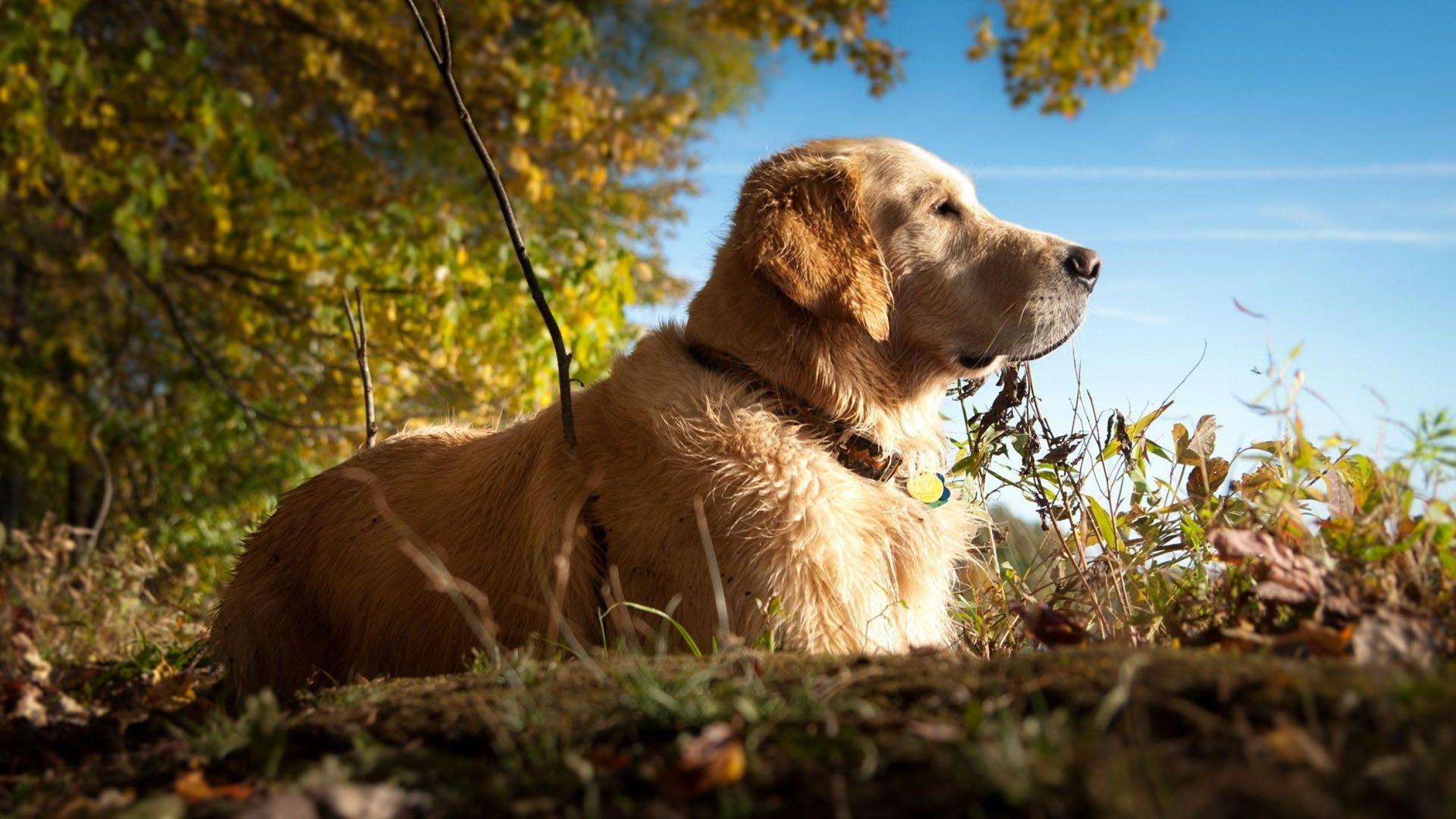 1920x1080 Labrador Wallpaper