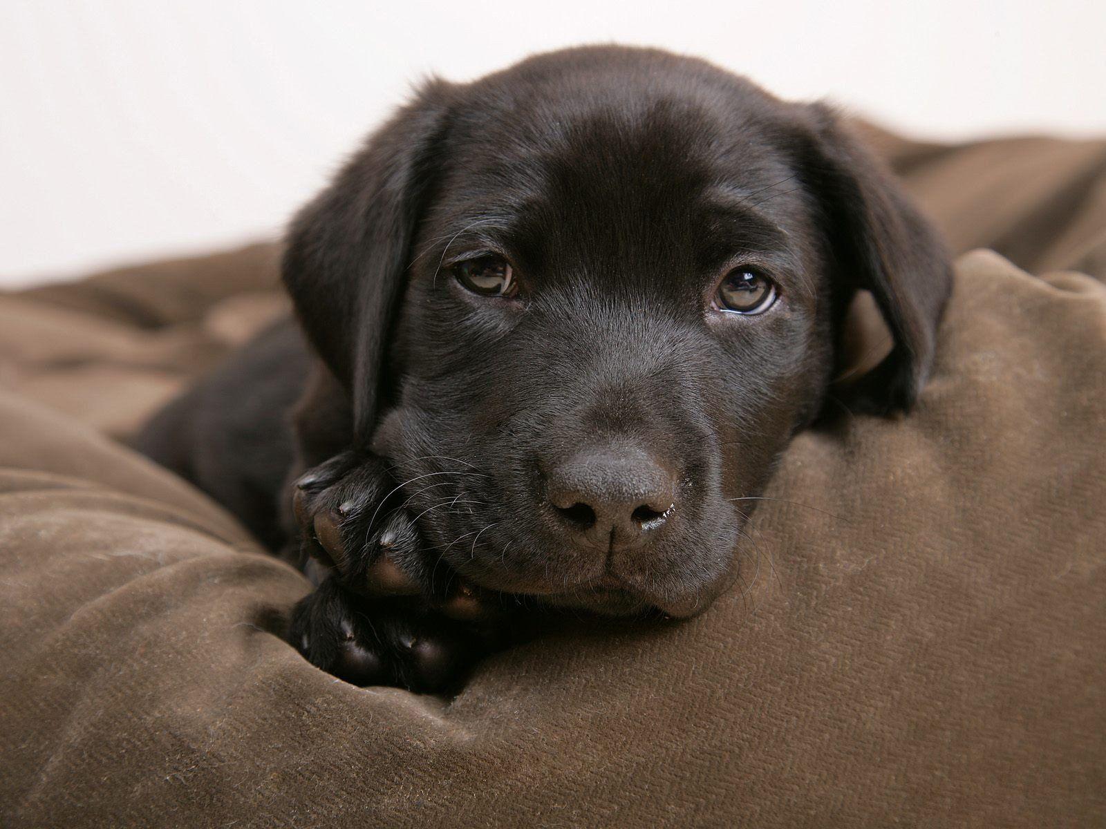 1600x1200 Labrador Retriever HD Wallpaper