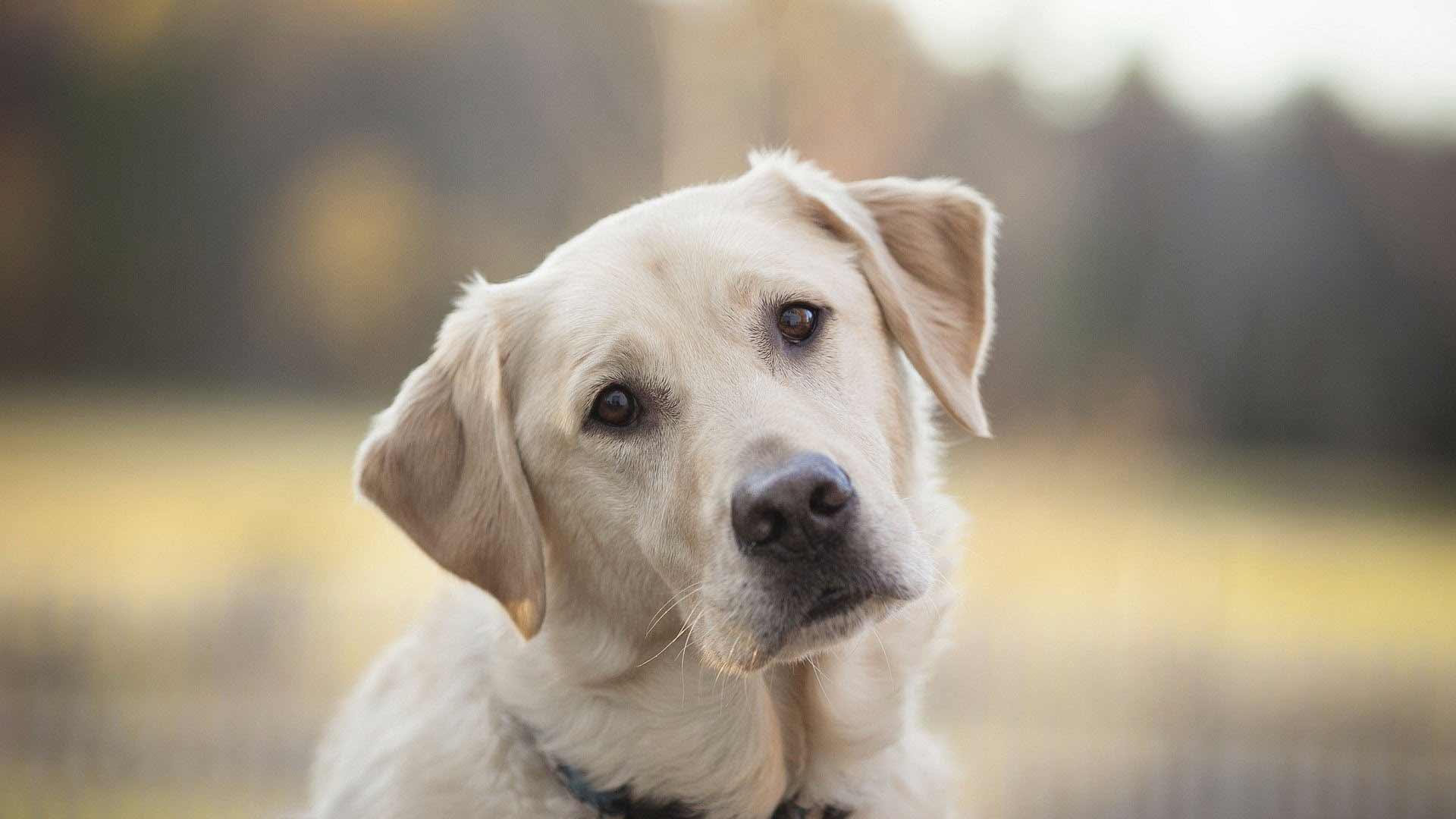 1920x1080 Golden labrador. Wallpaper for Android