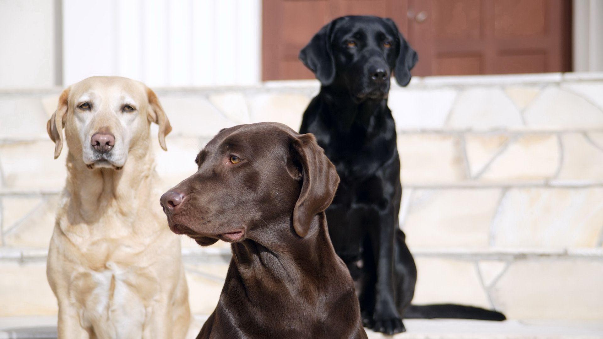 1920x1080 Labrador Wallpaper And Chocolate Labrador