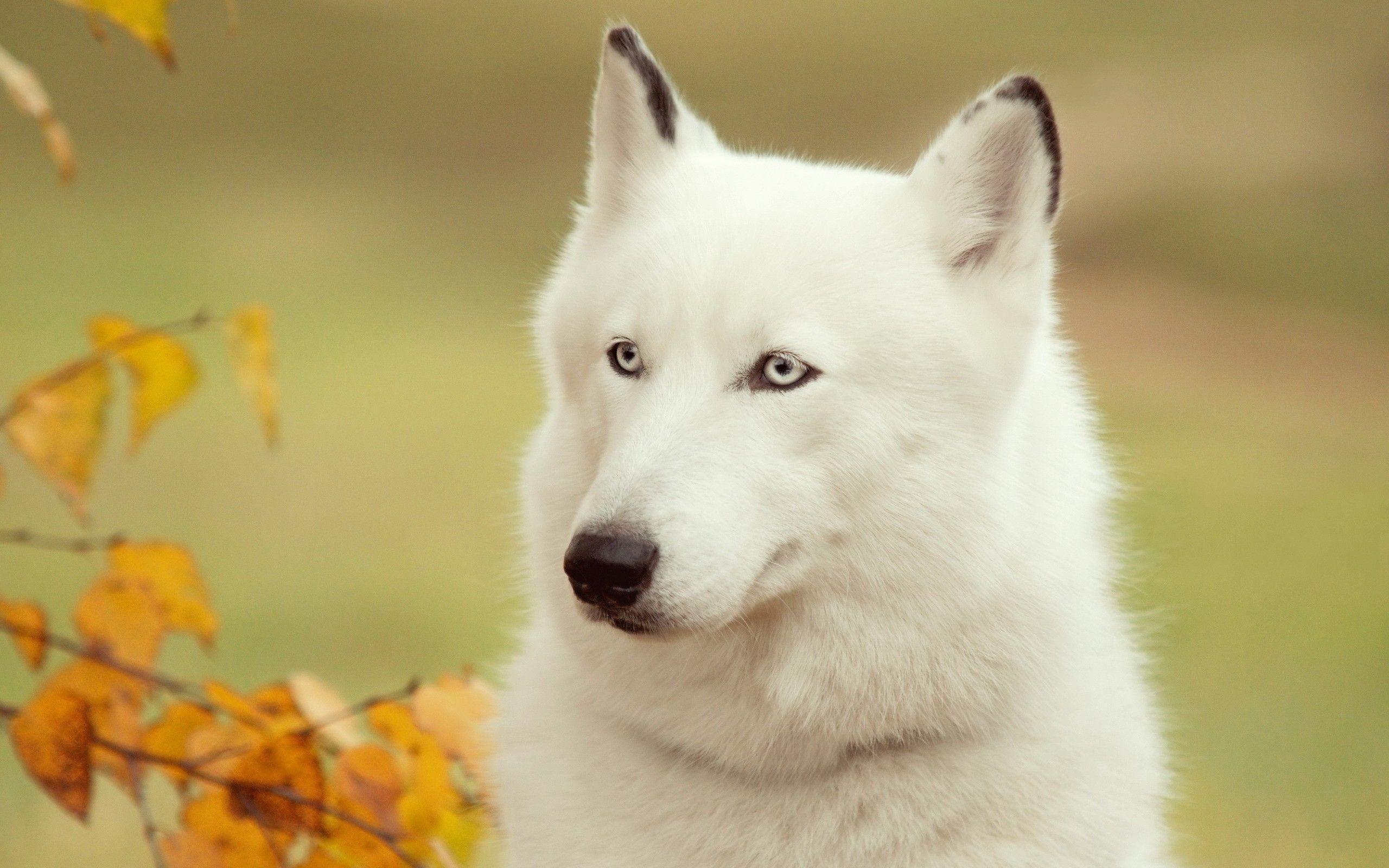 2560x1600 White Husky Wallpaper