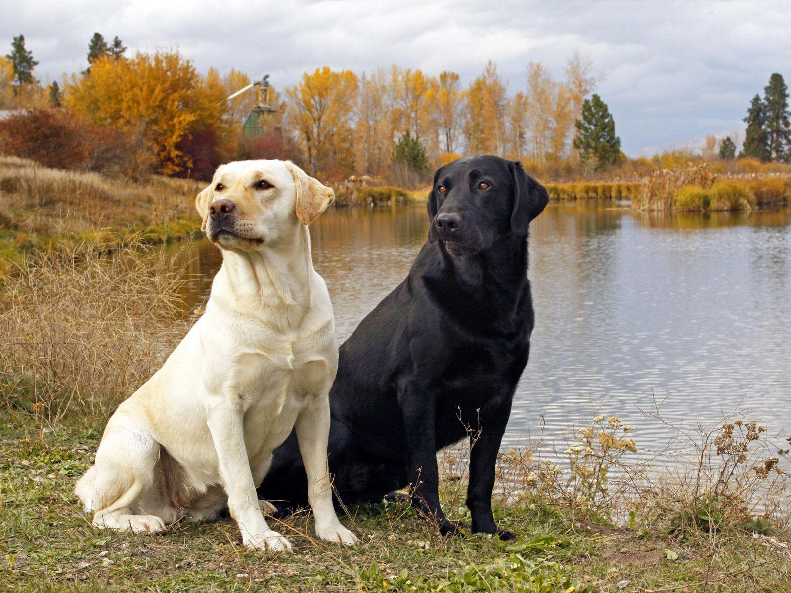 1600x1200 Labrador Retrievers Wallpaper Cute and Docile