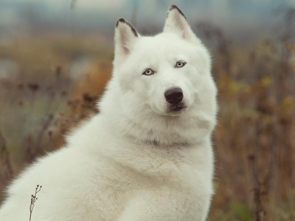 1024x768 Top HD White Husky Wallpaper. Animals HD.26 KB