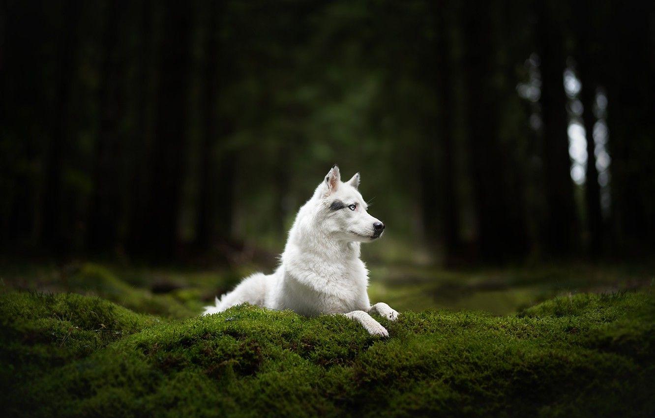 1332x850 Wallpaper forest, moss, dog, white, Husky image for desktop