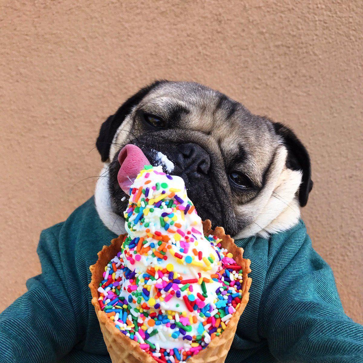 doug the pug ice cream