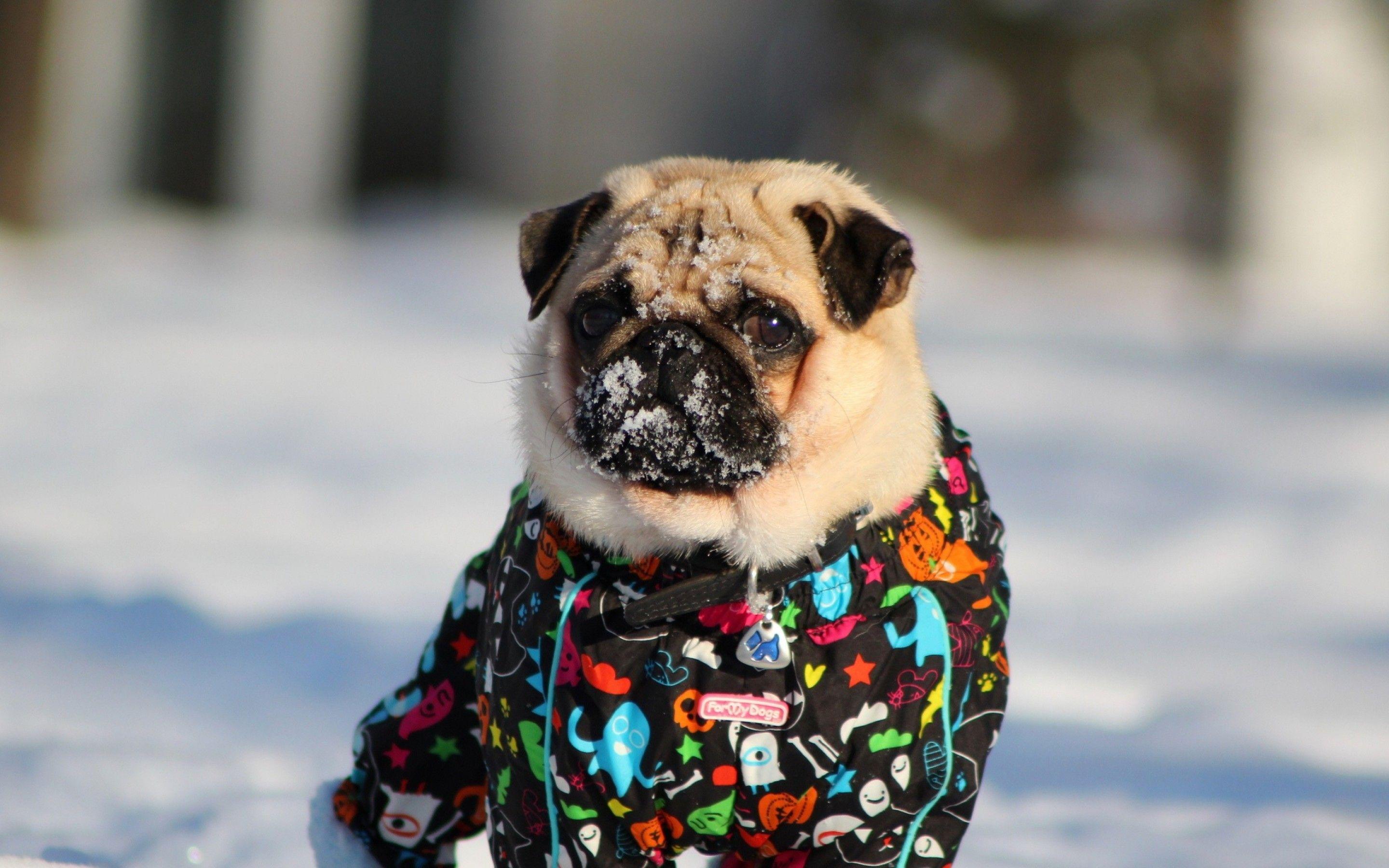 2880x1800 Pug In Snow Macbook Pro Retina HD 4k Wallpaper, Image