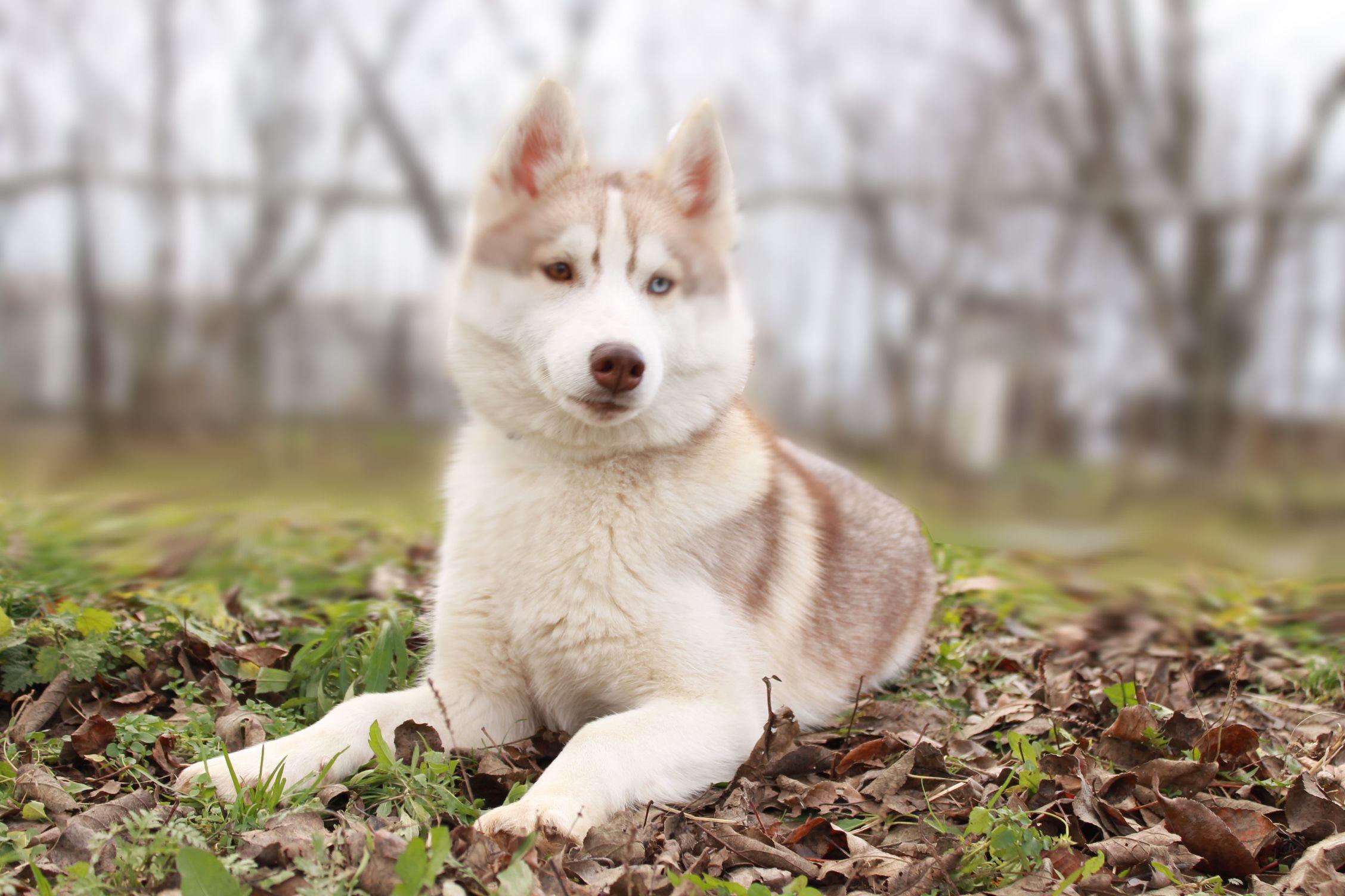 2256x1504 Free download White Siberian Husky in the yard wallpaper