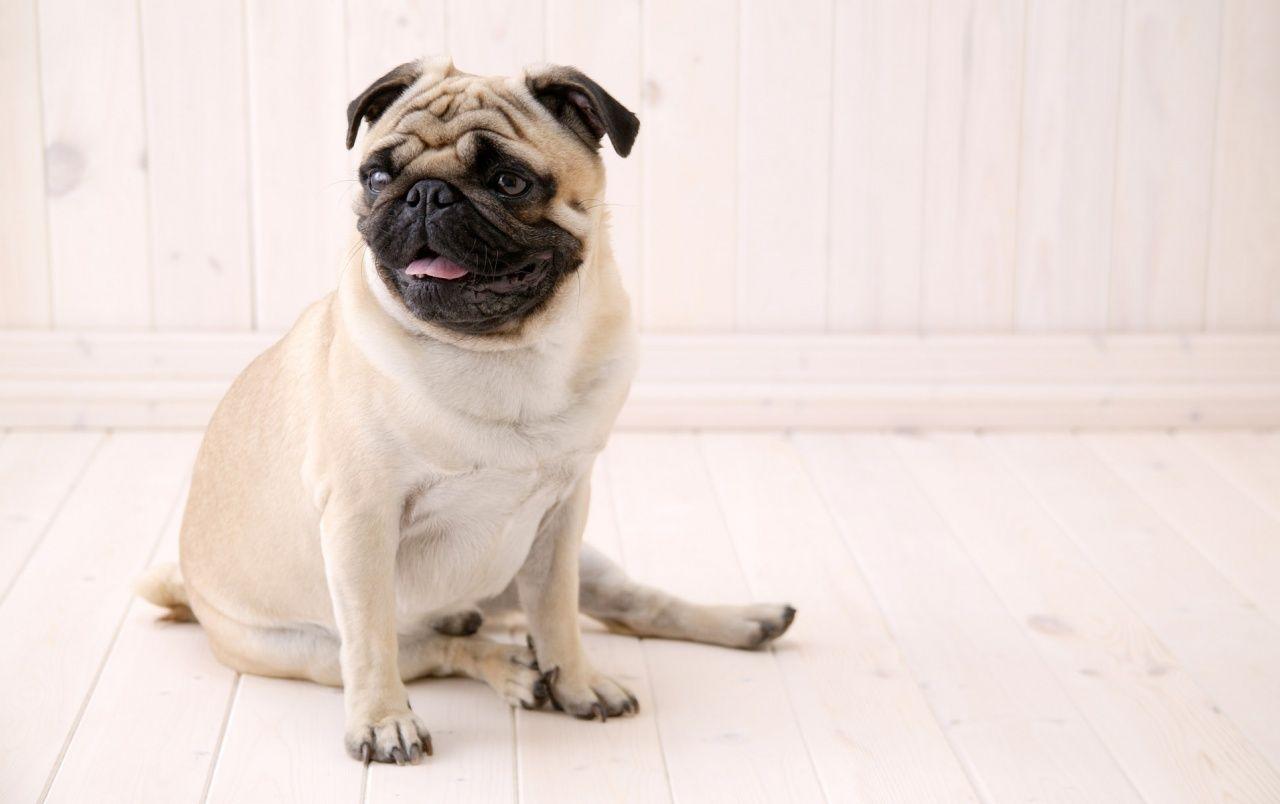 1280x804 Sitting Pug wallpaper. Sitting Pug