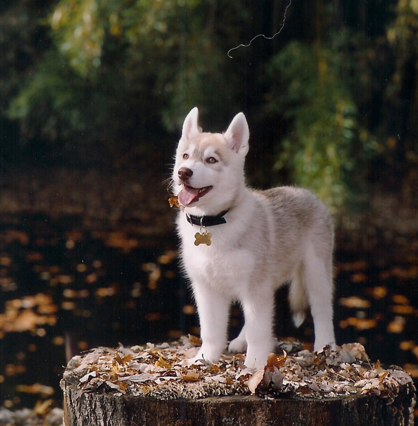 1443x1470 Wallpaper Hub: Cute Siberian Huskies Puppies Wallpaper