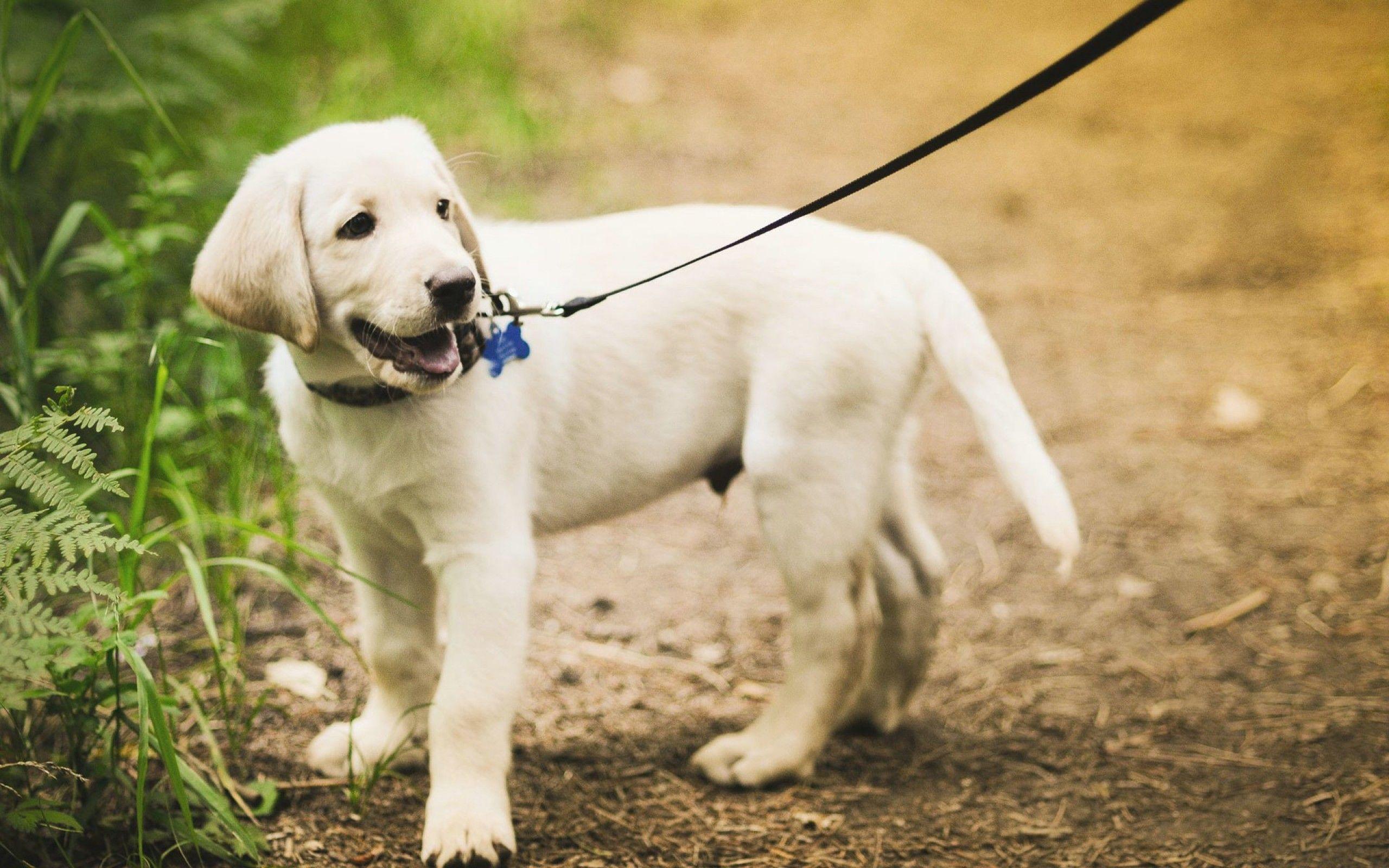 2560x1600 Ultra HD Labrador Retriever Wallpaper MWH963