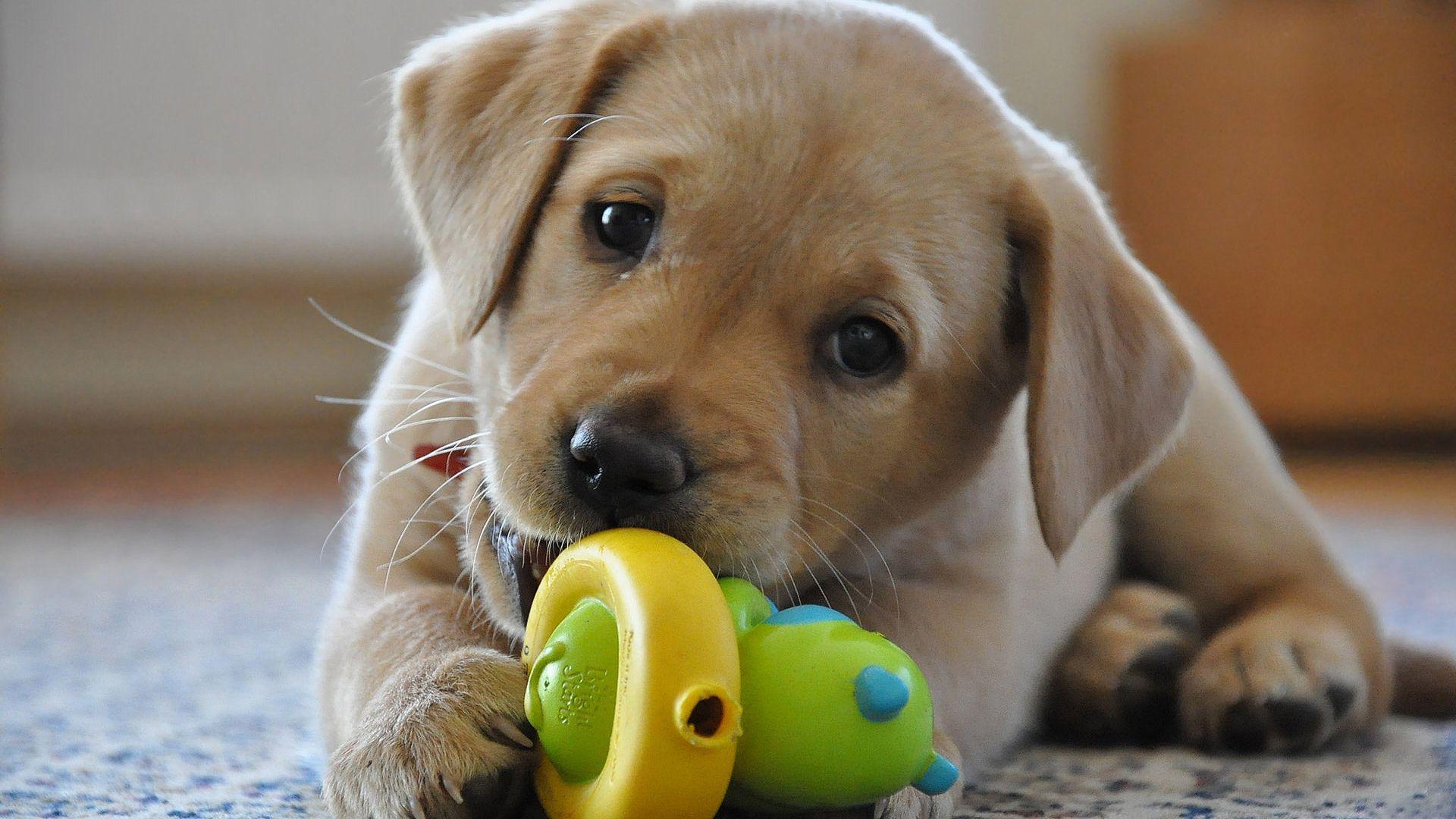 1920x1080 Cute Labrador