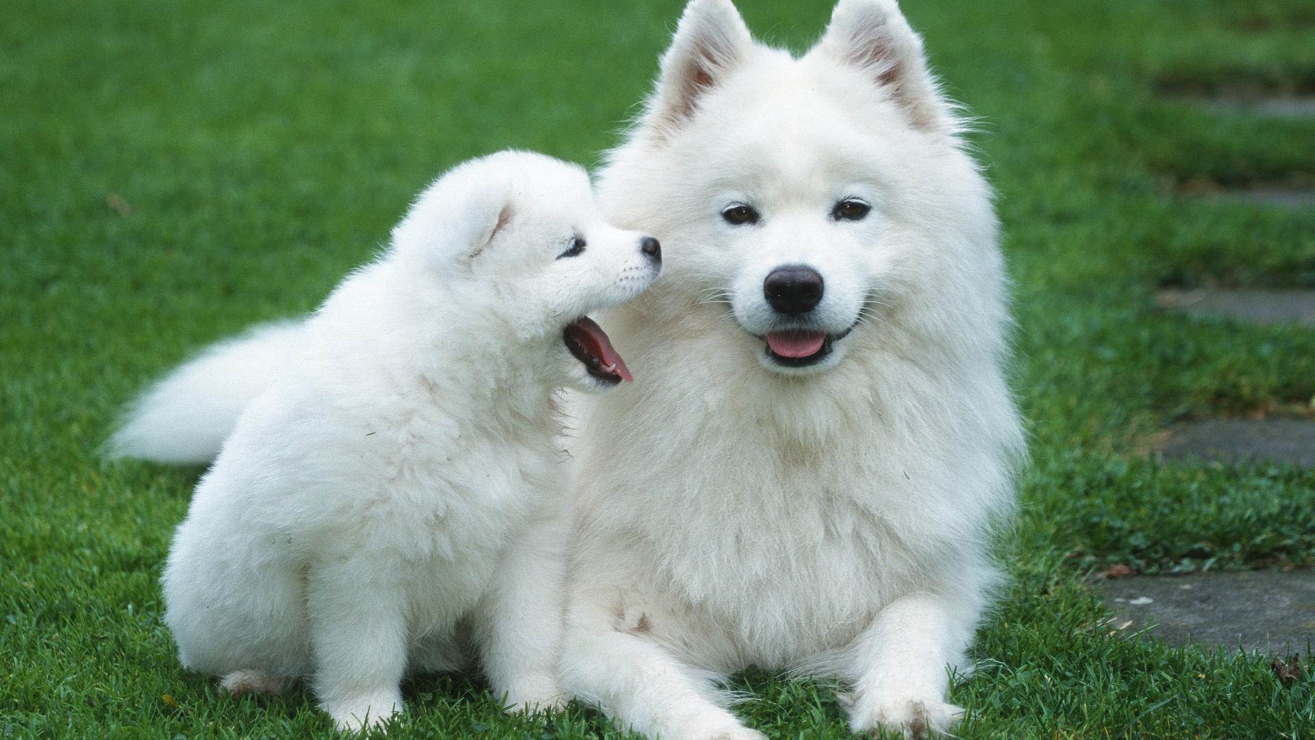1920x1080 11 2015 White Husky Desktop Wallpaper