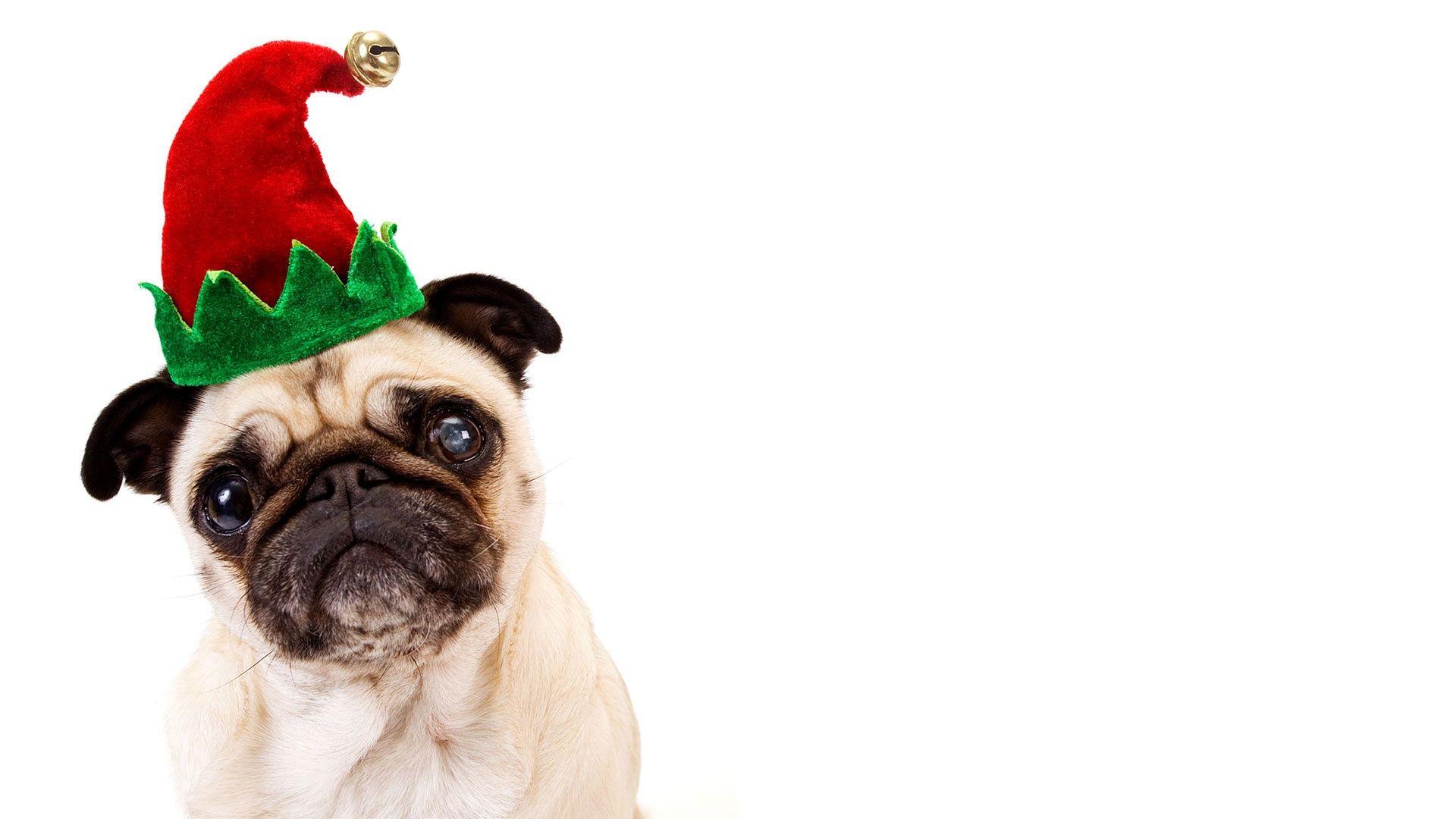 1920x1080 Christmas Pug