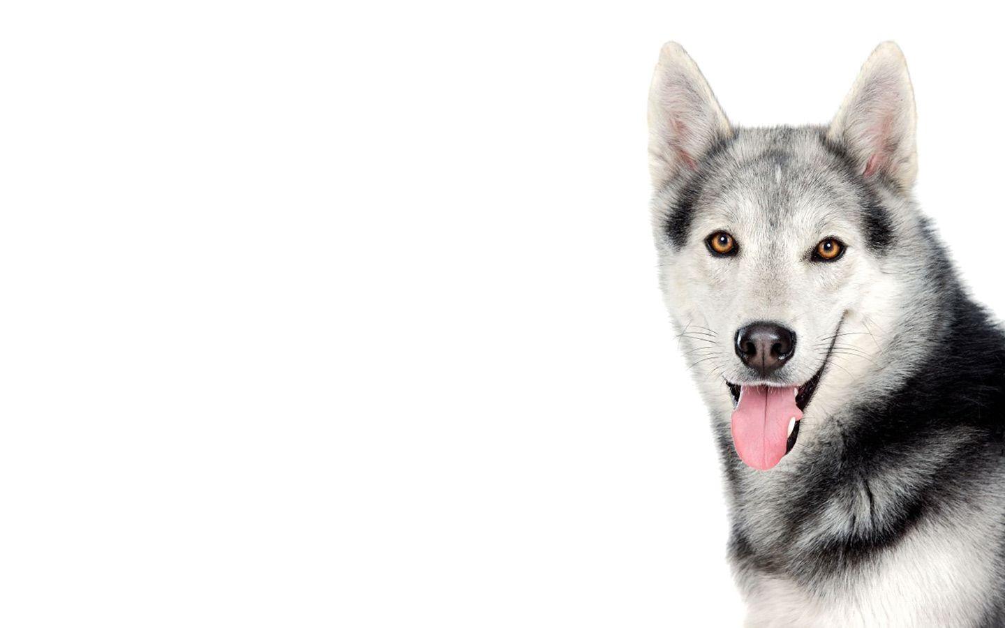 1440x900 Dog Wallpaper