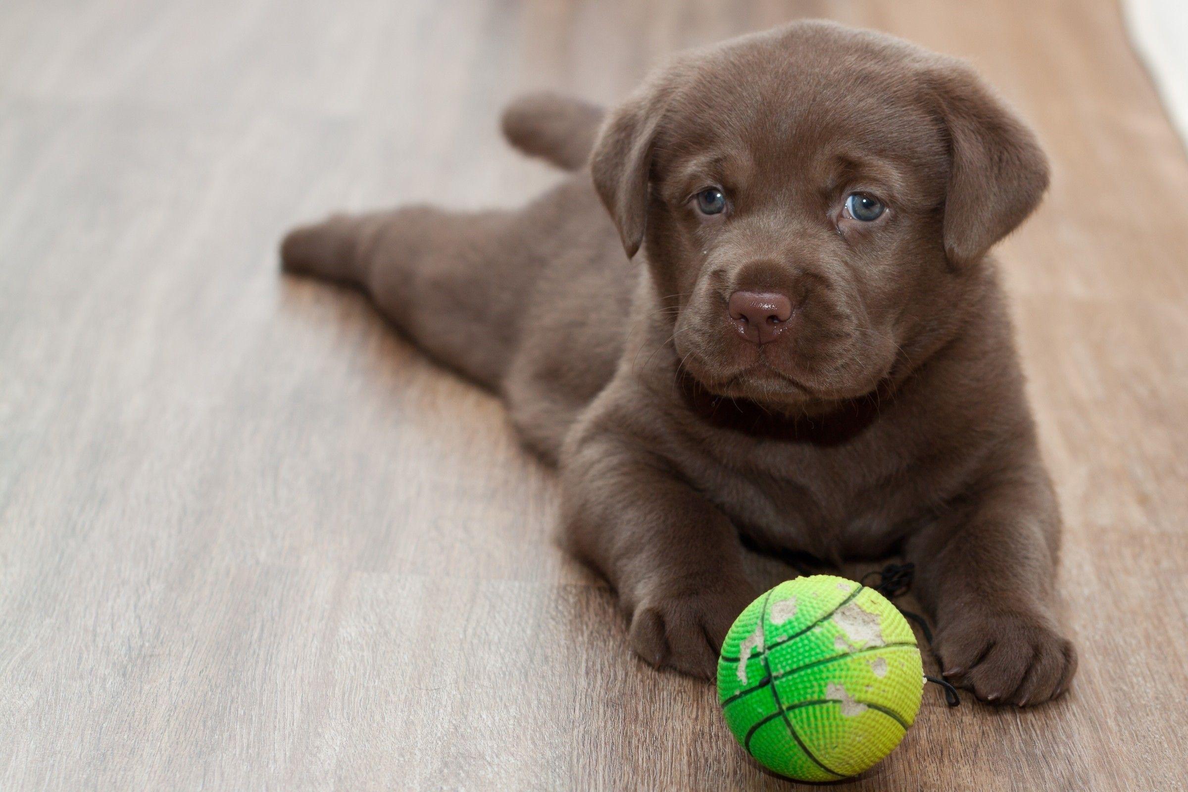 2400x1600 Labrador Puppy Wallpaper Dog Image HD