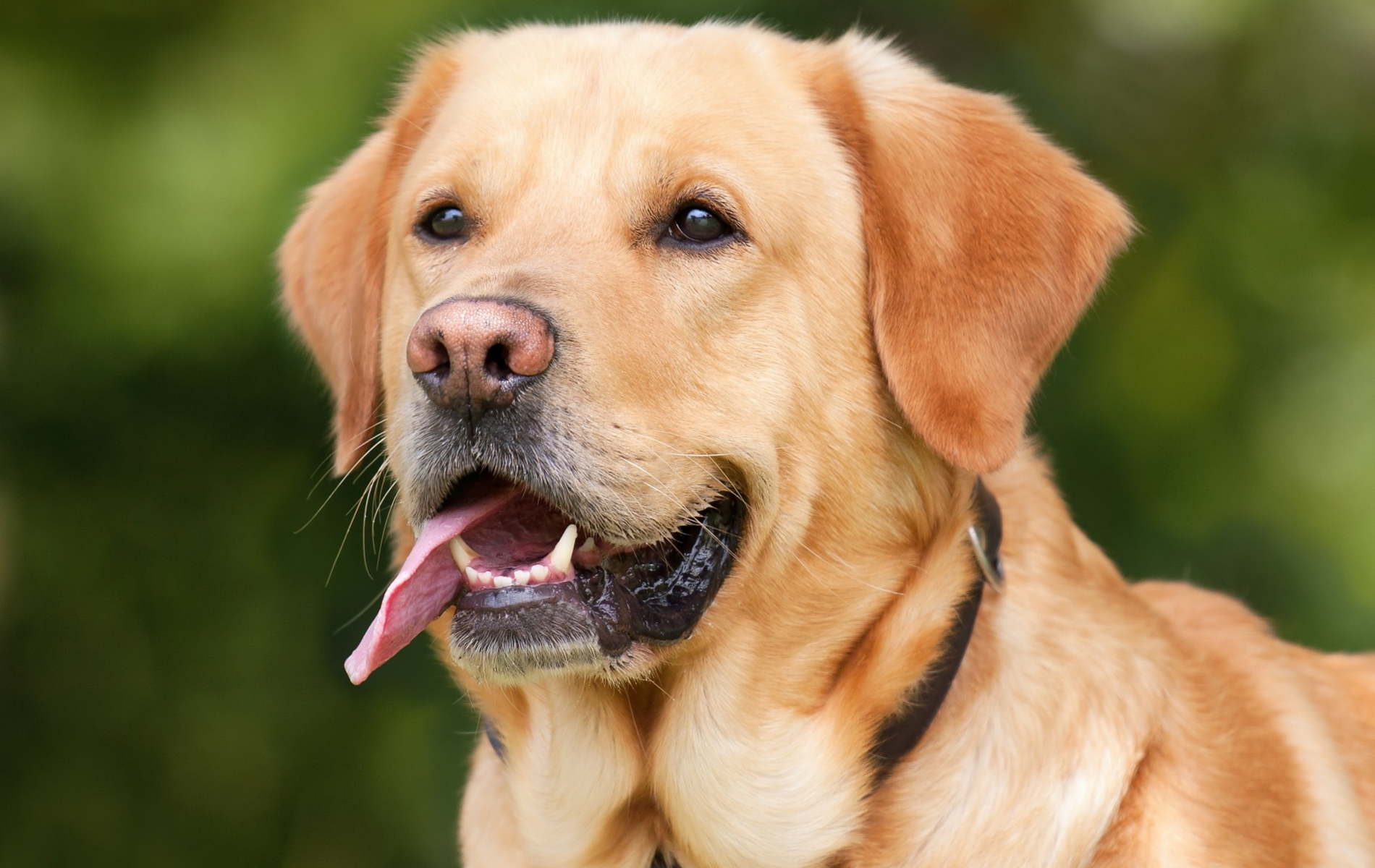 1900x1200 Golden Labrador Wallpaper