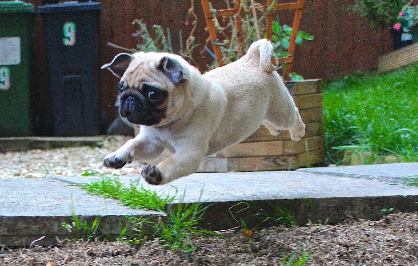 1332x850 Wallpaper puppy, cute, pug image for desktop, section собаки
