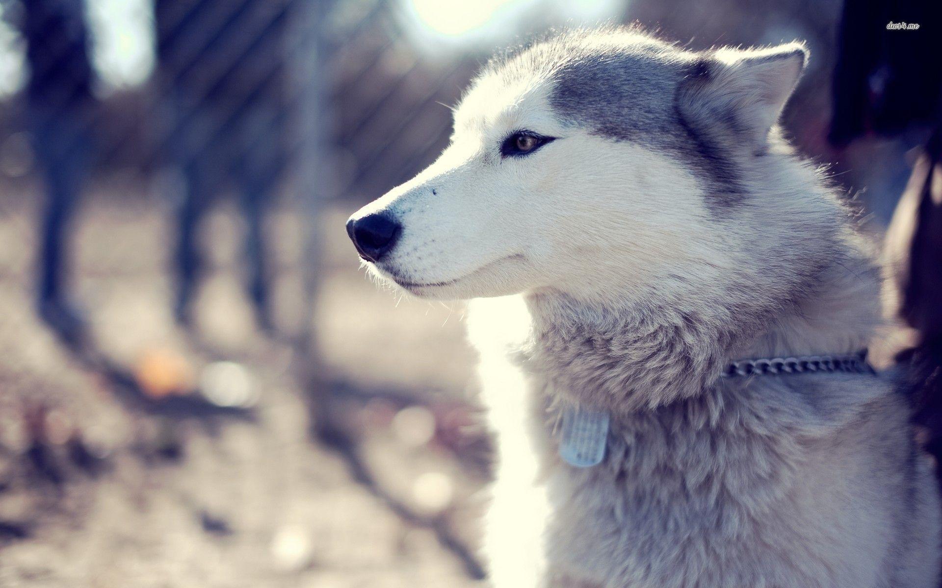1920x1200 Husky Wallpaper What Look Like Wolves
