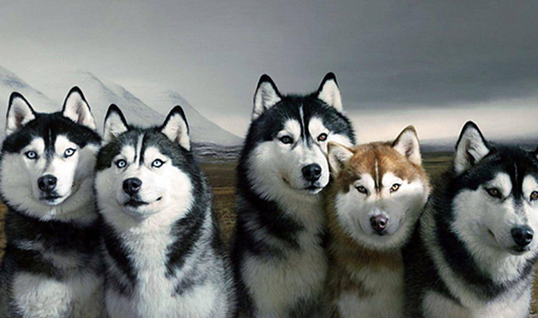 1824x1080 Siberian Husky Wallpaper .itl.cat