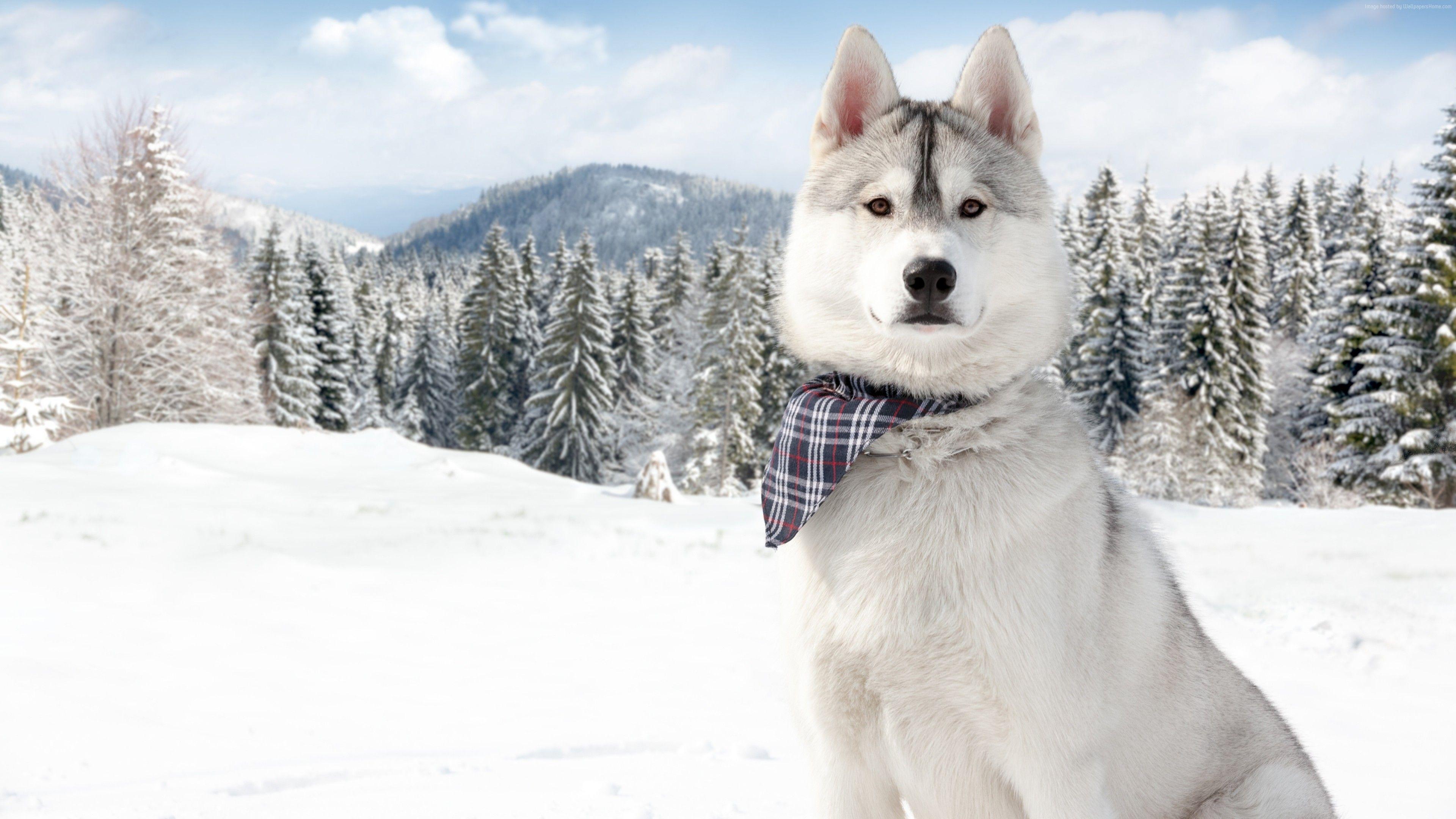 3840x2160 Previous Wallpaper Husky In Snow, Download Wallpaper