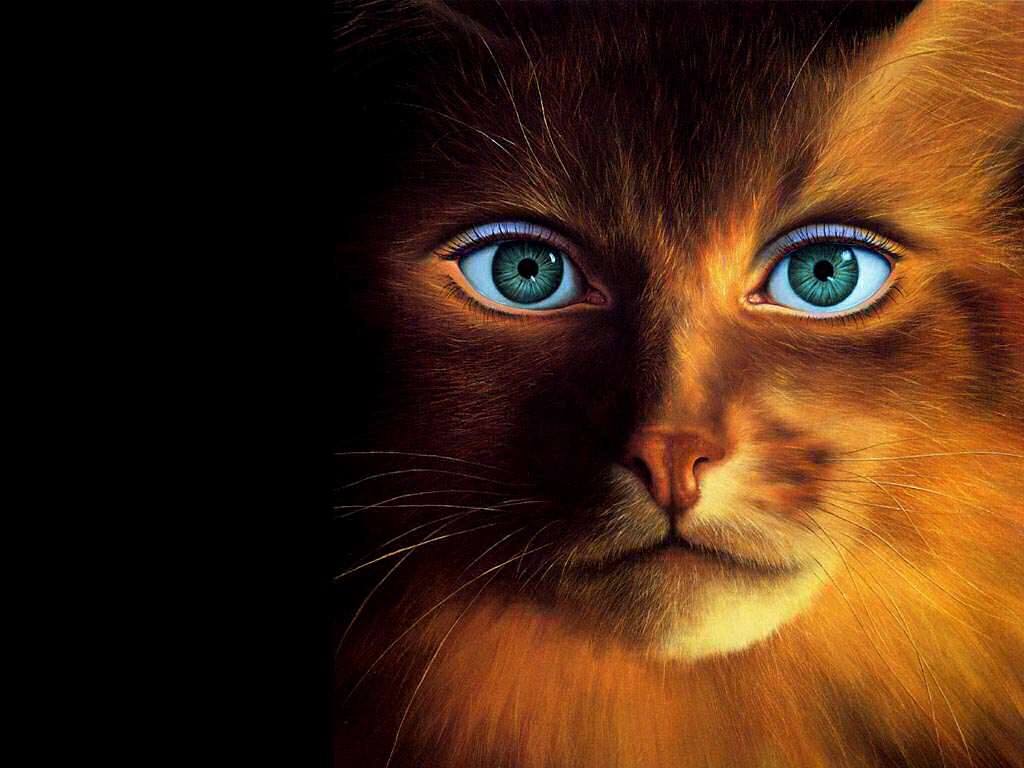 1024x768 Funny Face Wallpaper. Funny Wallpaper, Awesome Funny Wallpaper and Funny Christmas Wallpaper