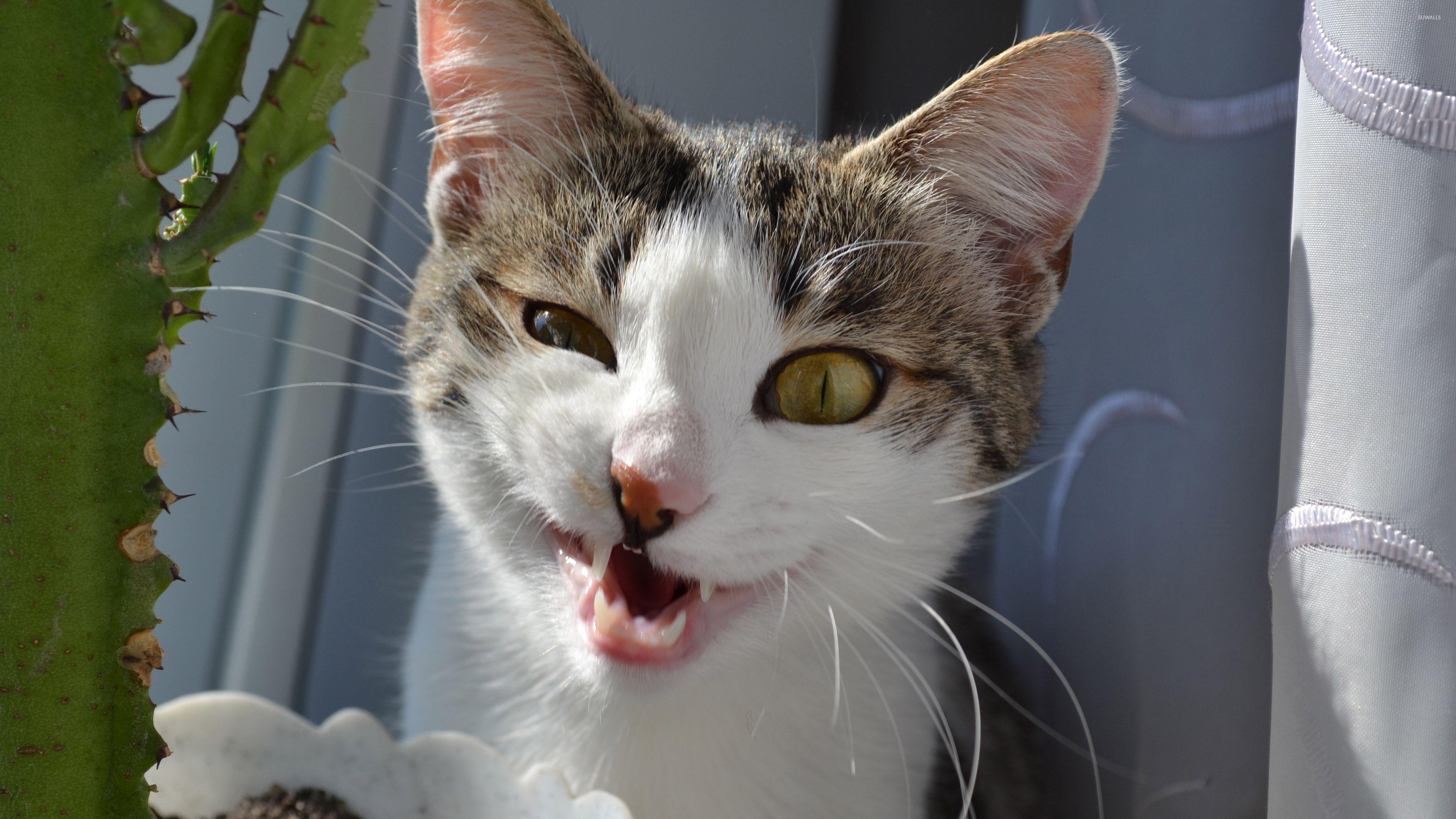 3840x2160 Funny face cat wallpaper wallpaper