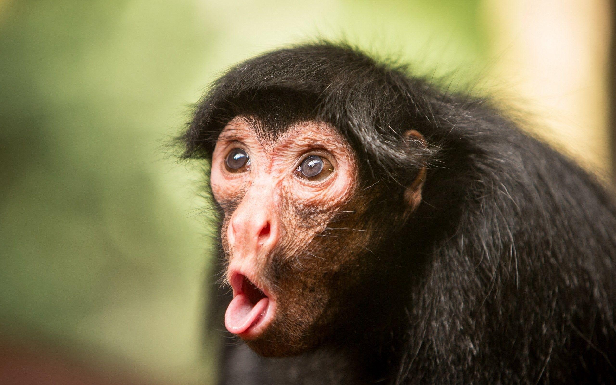 2560x1600 Monkeys Tongue, HD, Face, Humor, Comedy, Snout, Funny, High