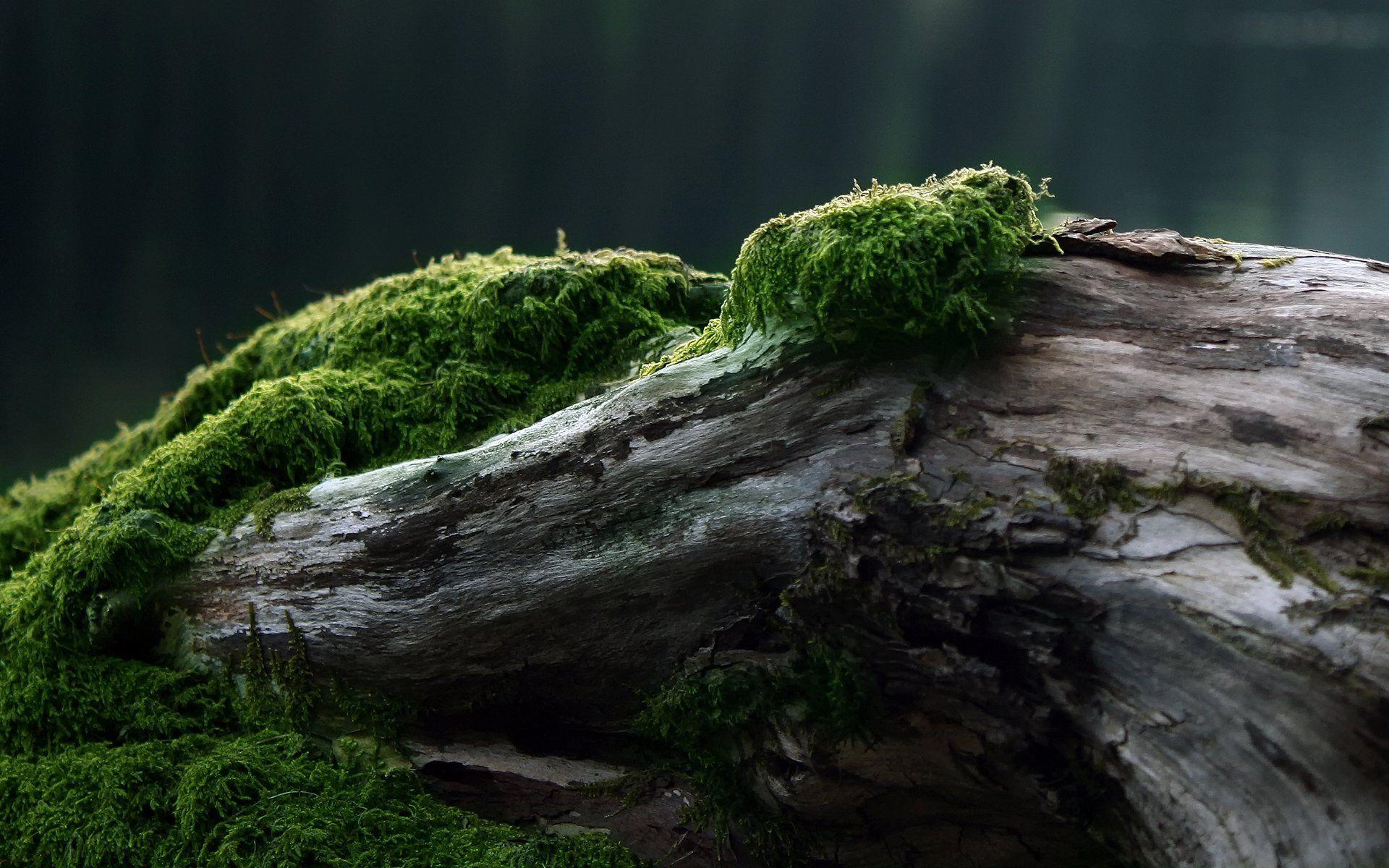 Moss Wallpapers - Top Free Moss Backgrounds - WallpaperAccess