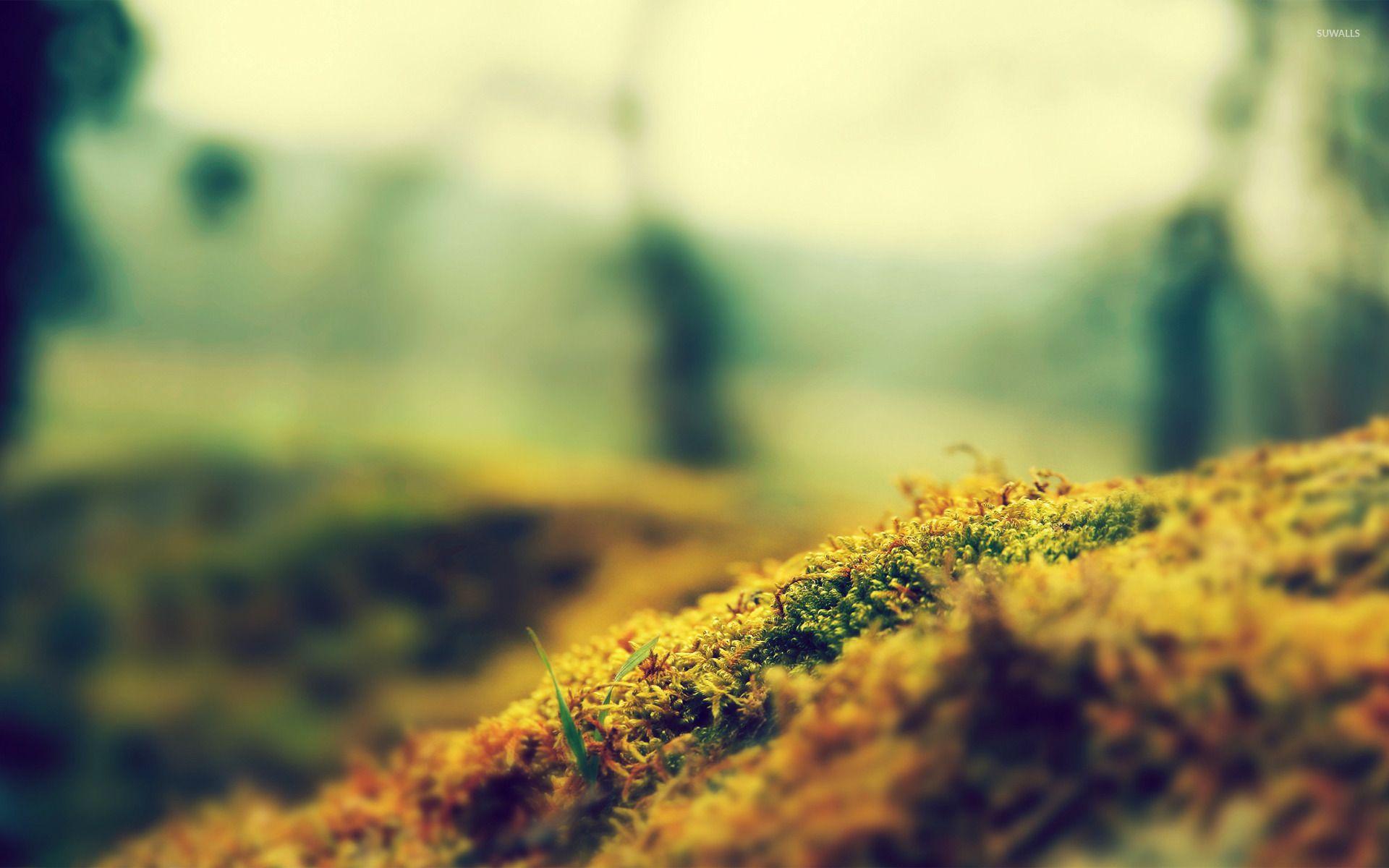 Moss HD Wallpaper for Android