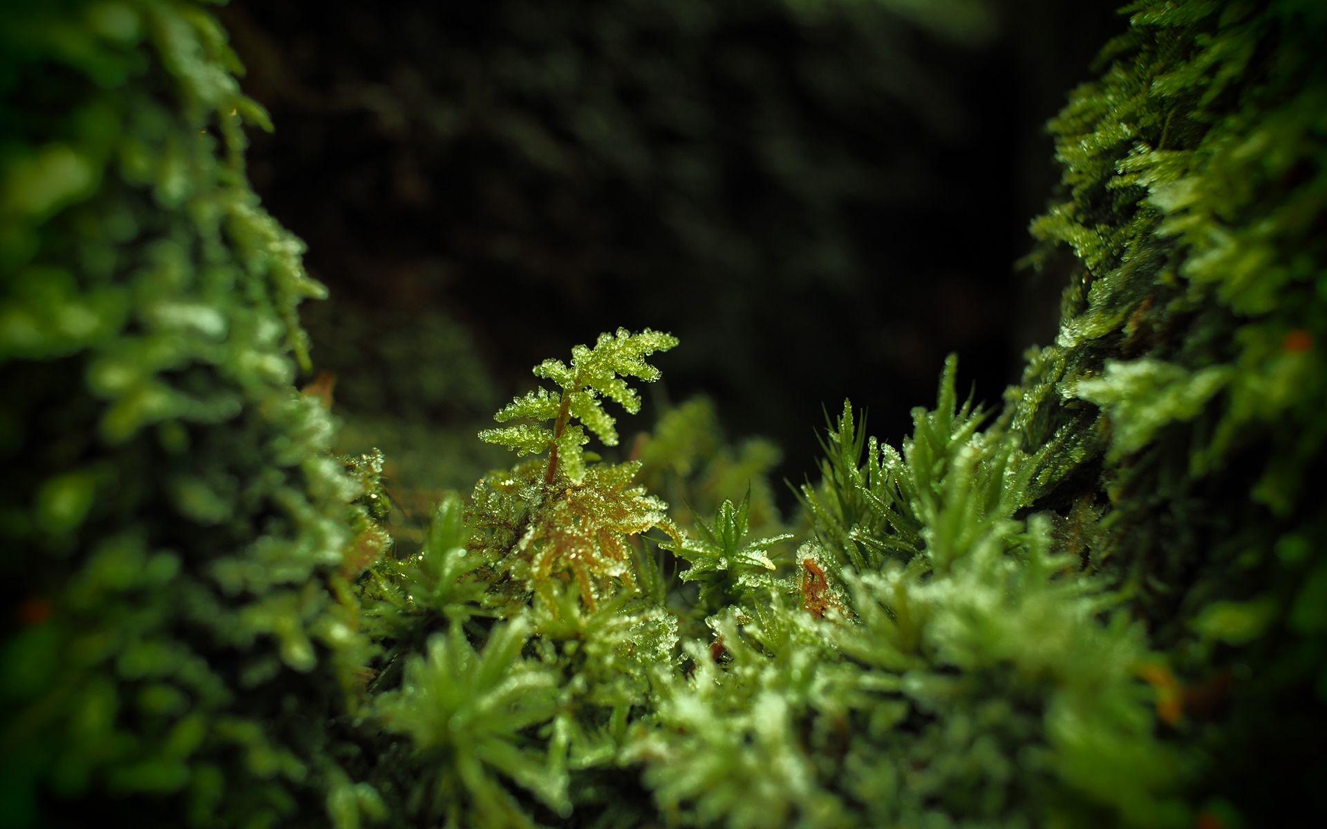 10 Moss Free Photos and Images  picjumbo