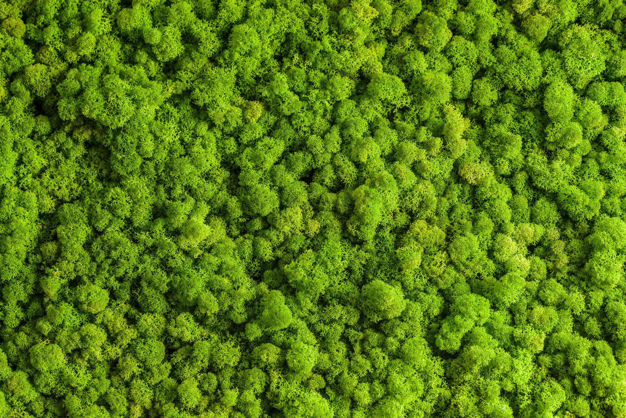 Moss Background Images HD Pictures and Wallpaper For Free Download   Pngtree