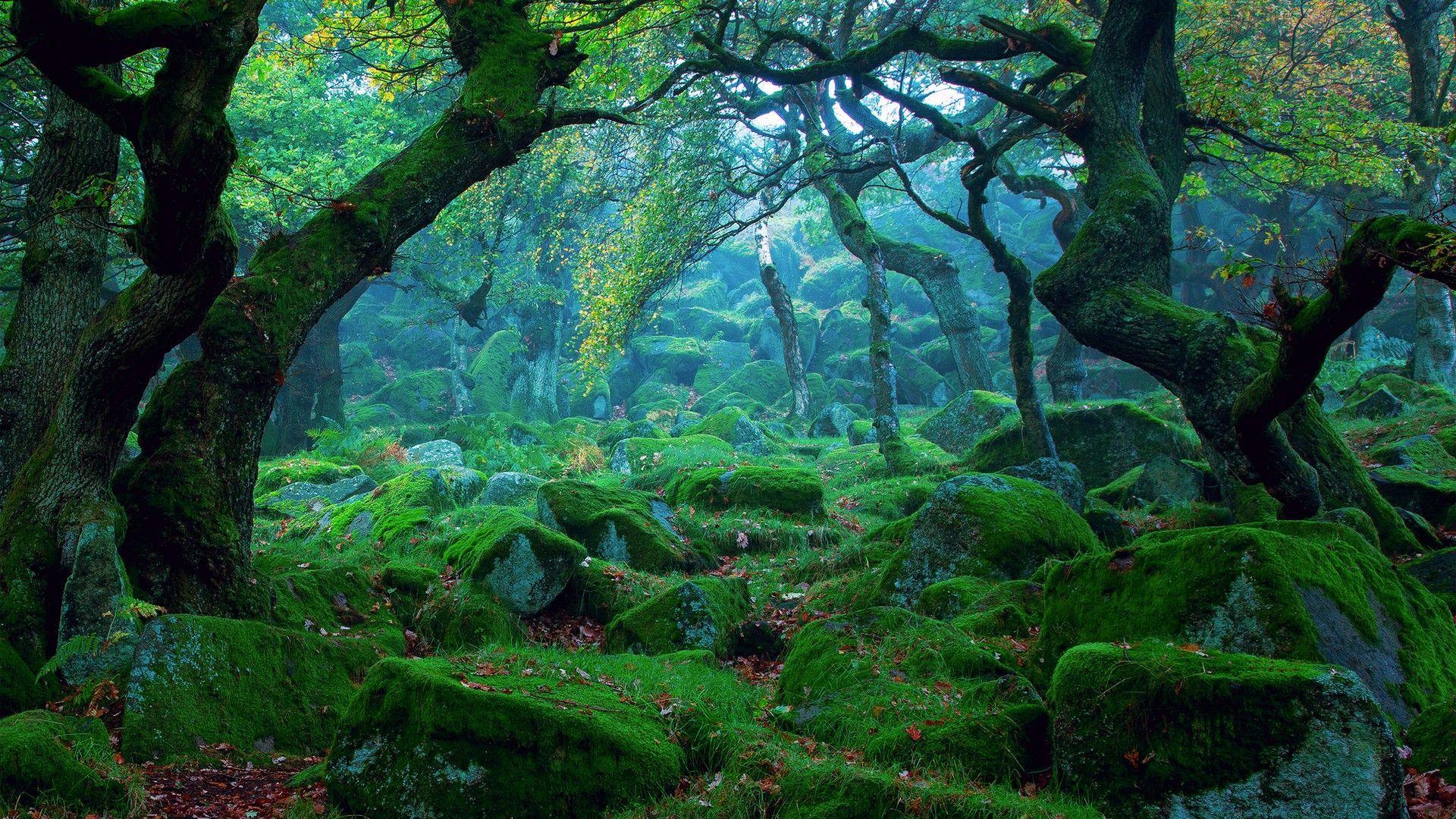 Moss Wallpapers - Top Free Moss Backgrounds - WallpaperAccess