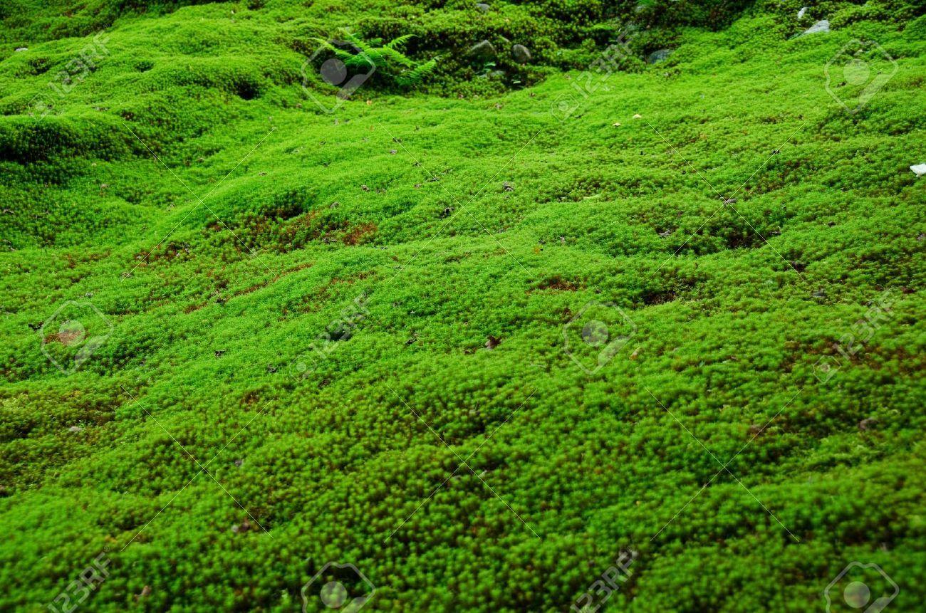 Moss Wallpapers - Top Free Moss Backgrounds - WallpaperAccess