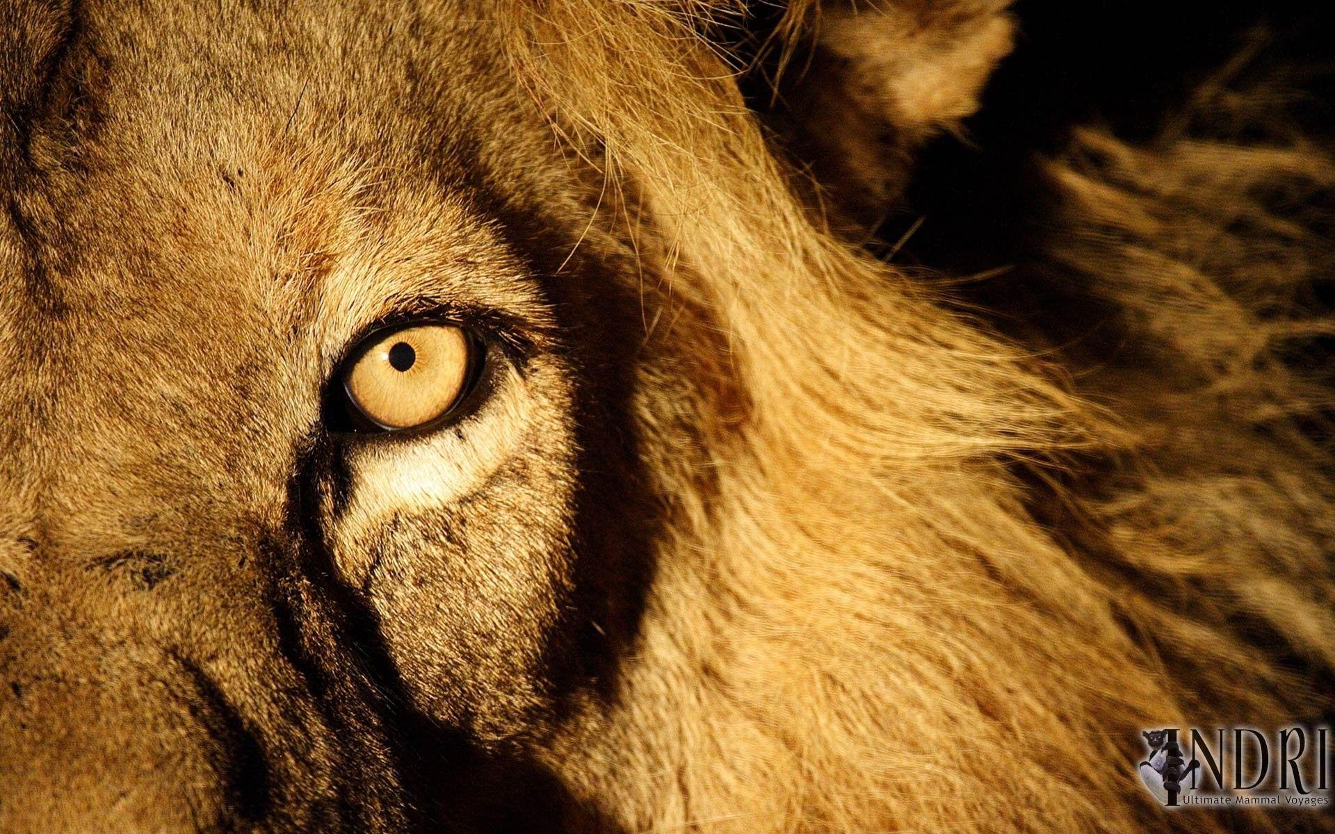 Lion Eyes Wallpapers - Top Free Lion Eyes Backgrounds - WallpaperAccess