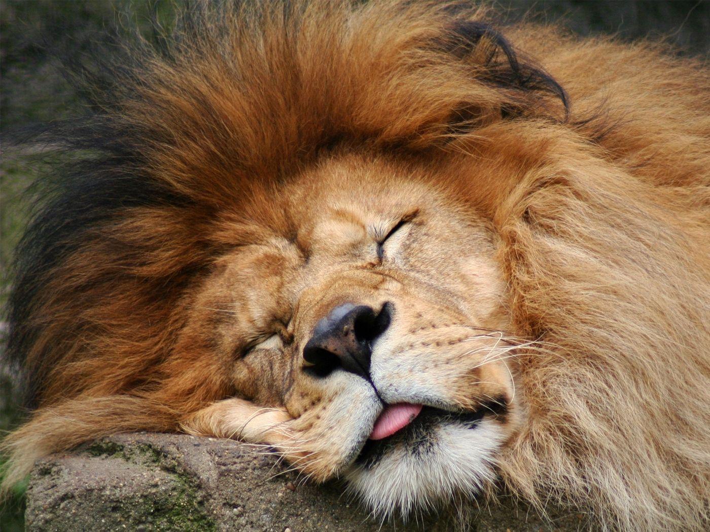 1400x1050 Download wallpaper 1400x1050 lion, face, mane, fur, eyes standard