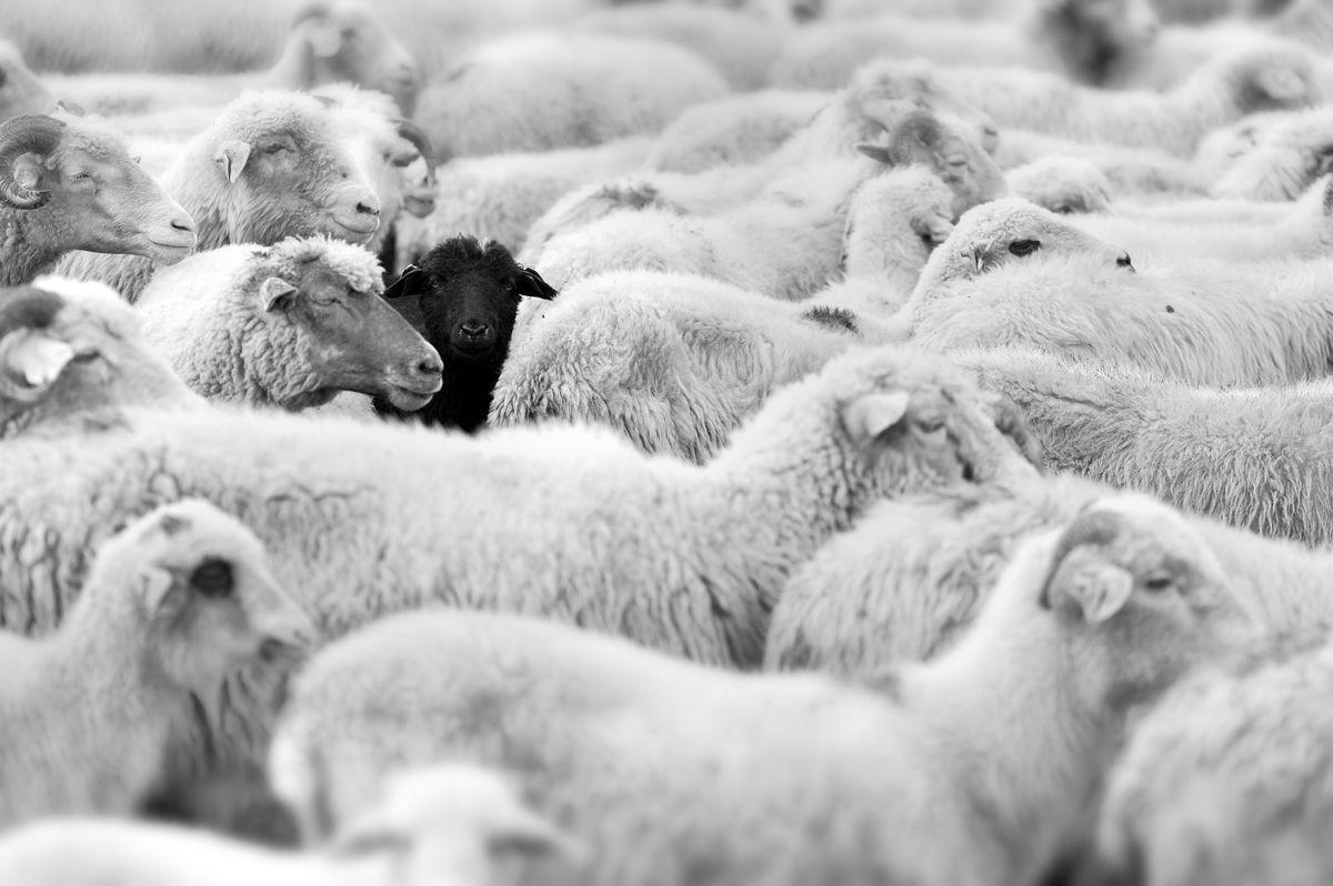 1200x798 Desktop Wallpaper Black Sheep #h524258. Animals HD Image